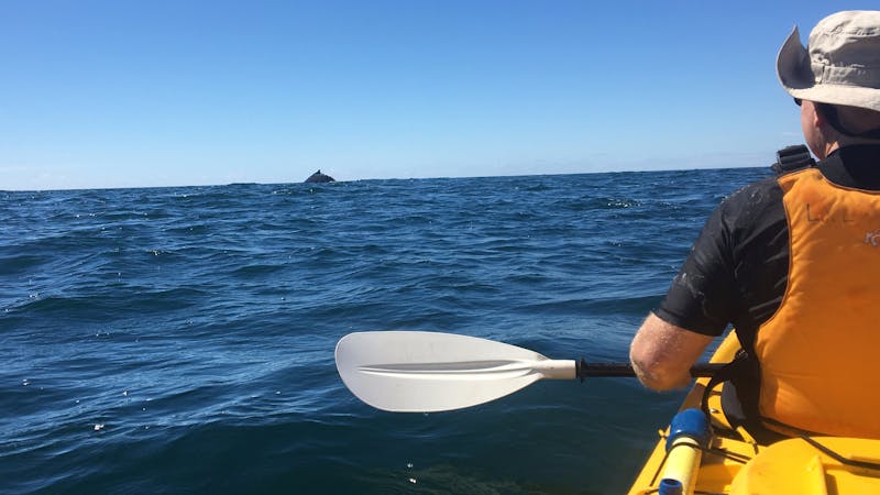 Whale Watching Kayak Tour
