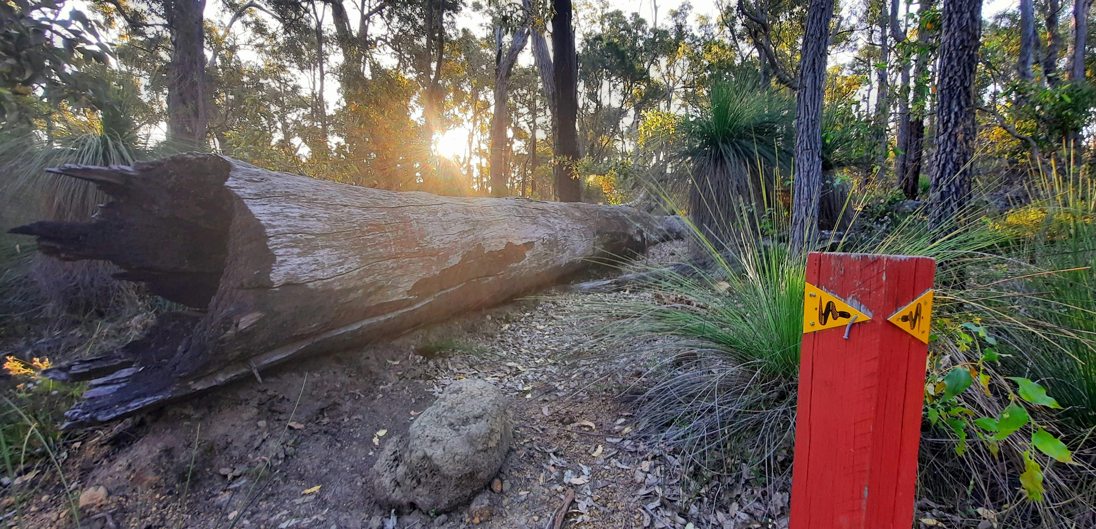 Bibbulmun track marker in the foreground with large falled tree in the background and warm sun