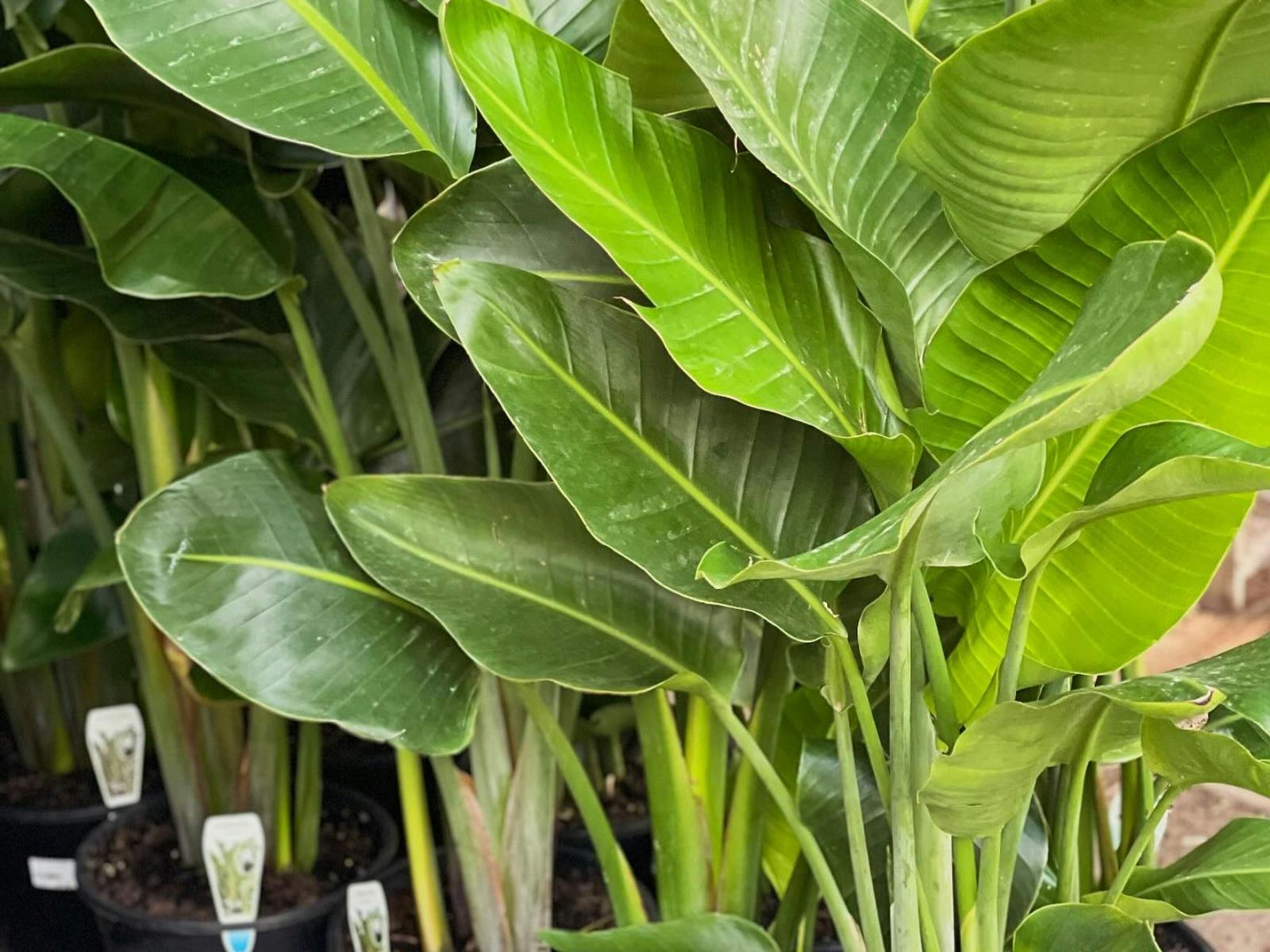 A great range of plants in our nursey