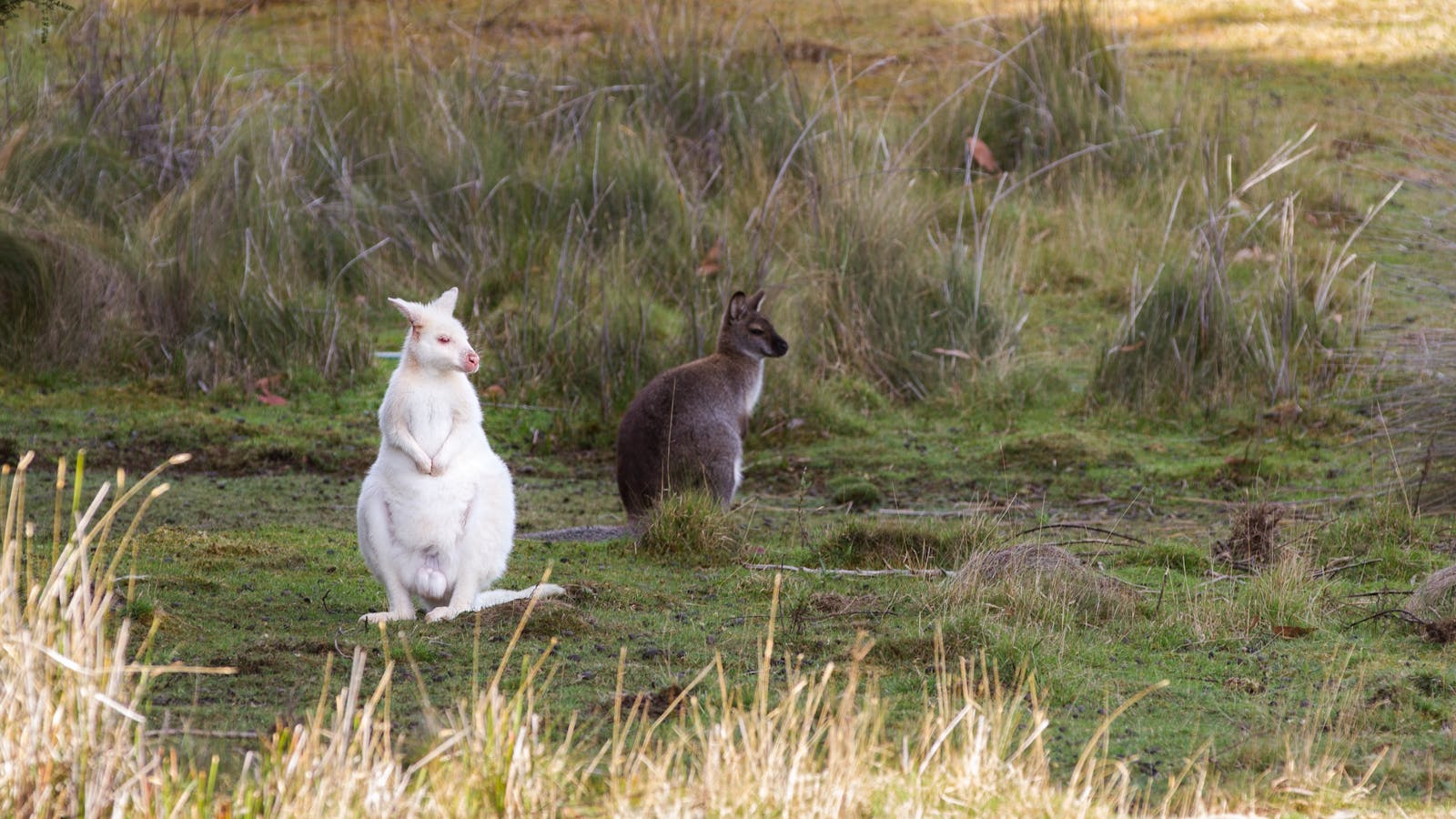 Lookout for White Wallabies and other wildlife