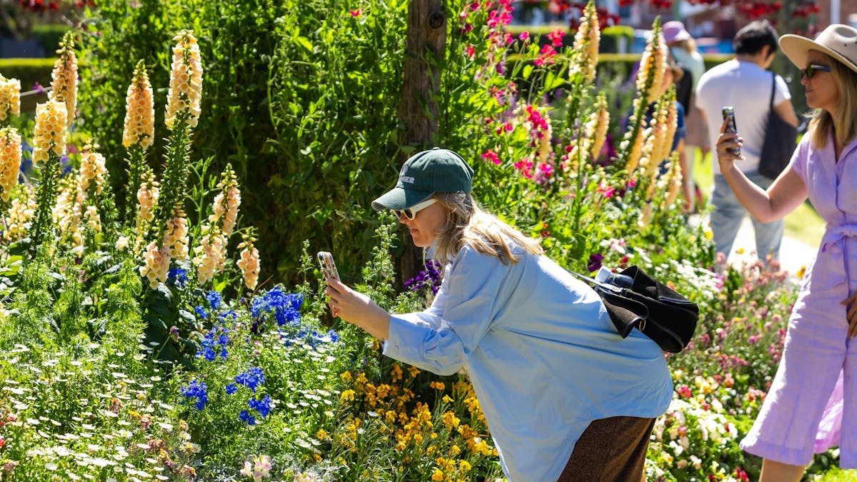 A women leans over a garden bed to take photos of the floral displays, on her phone.