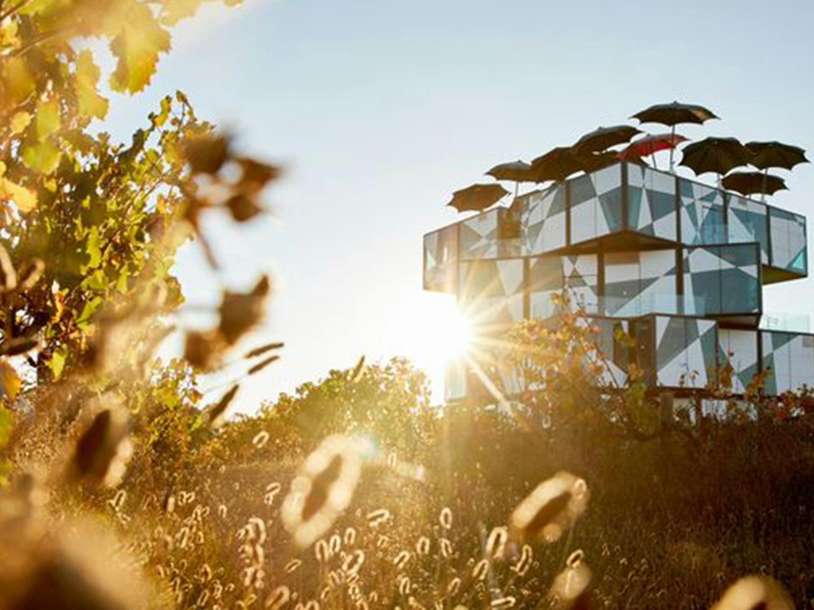 Brindabella Sailing  - d'Arenberg  Ultimate Day Sail Experience