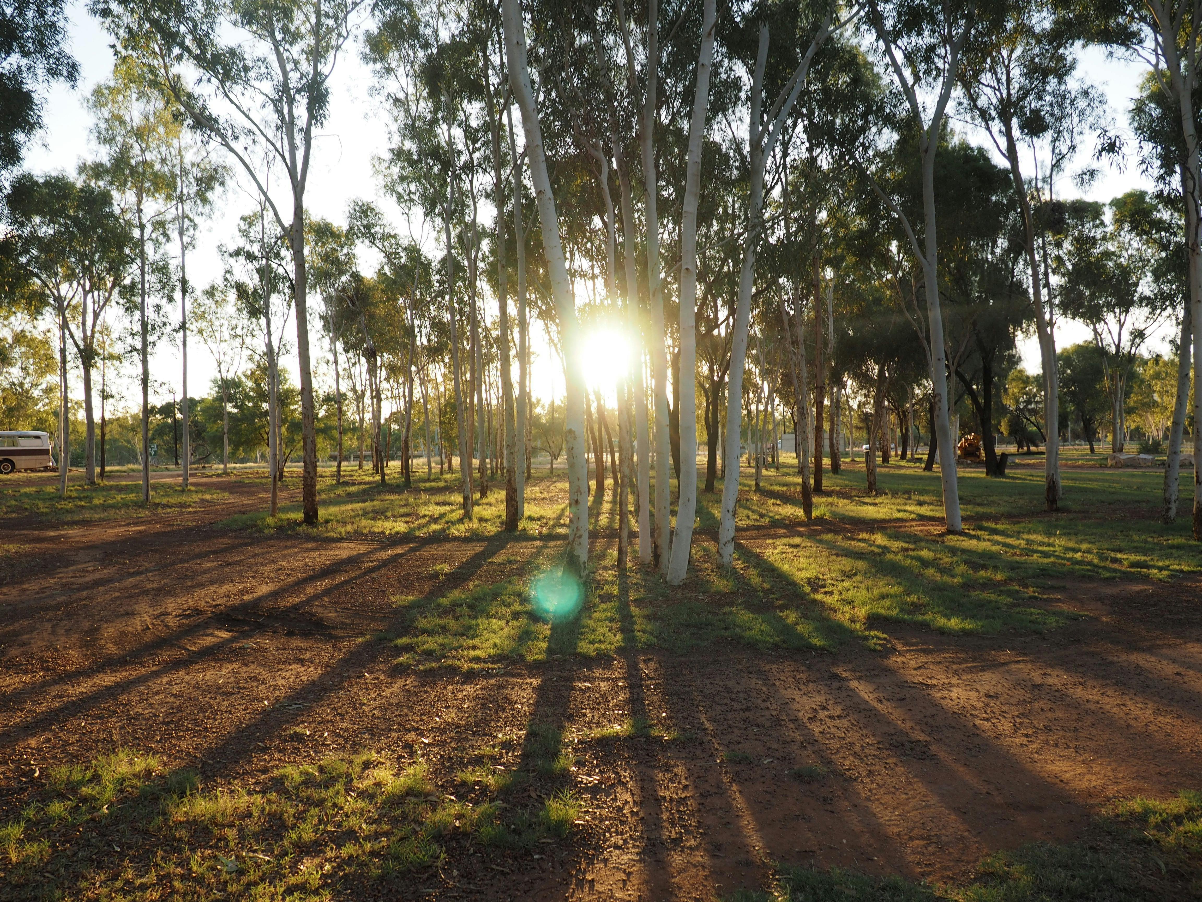 Bush camping under the lemon scented gums.