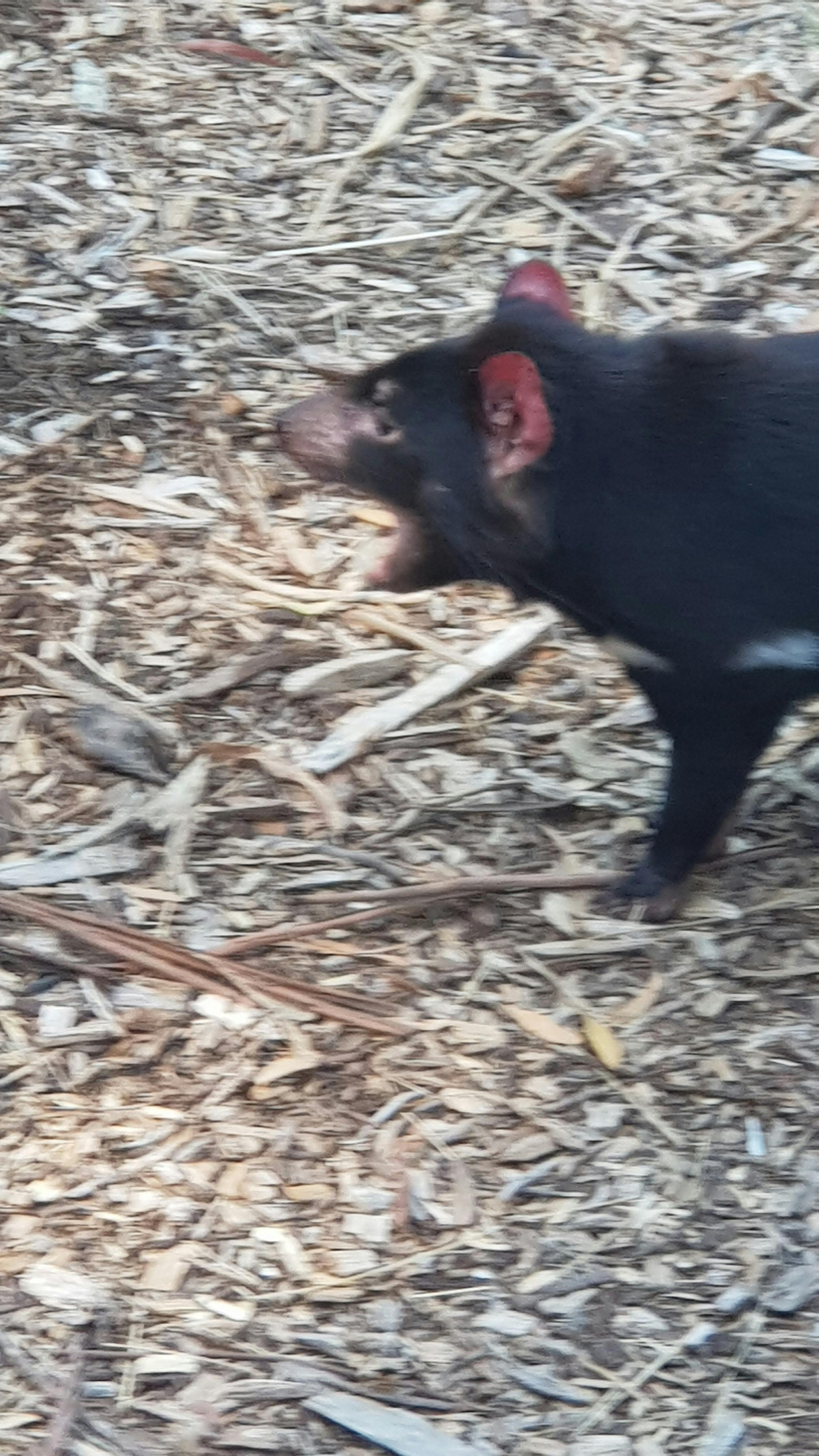 Tassie devil