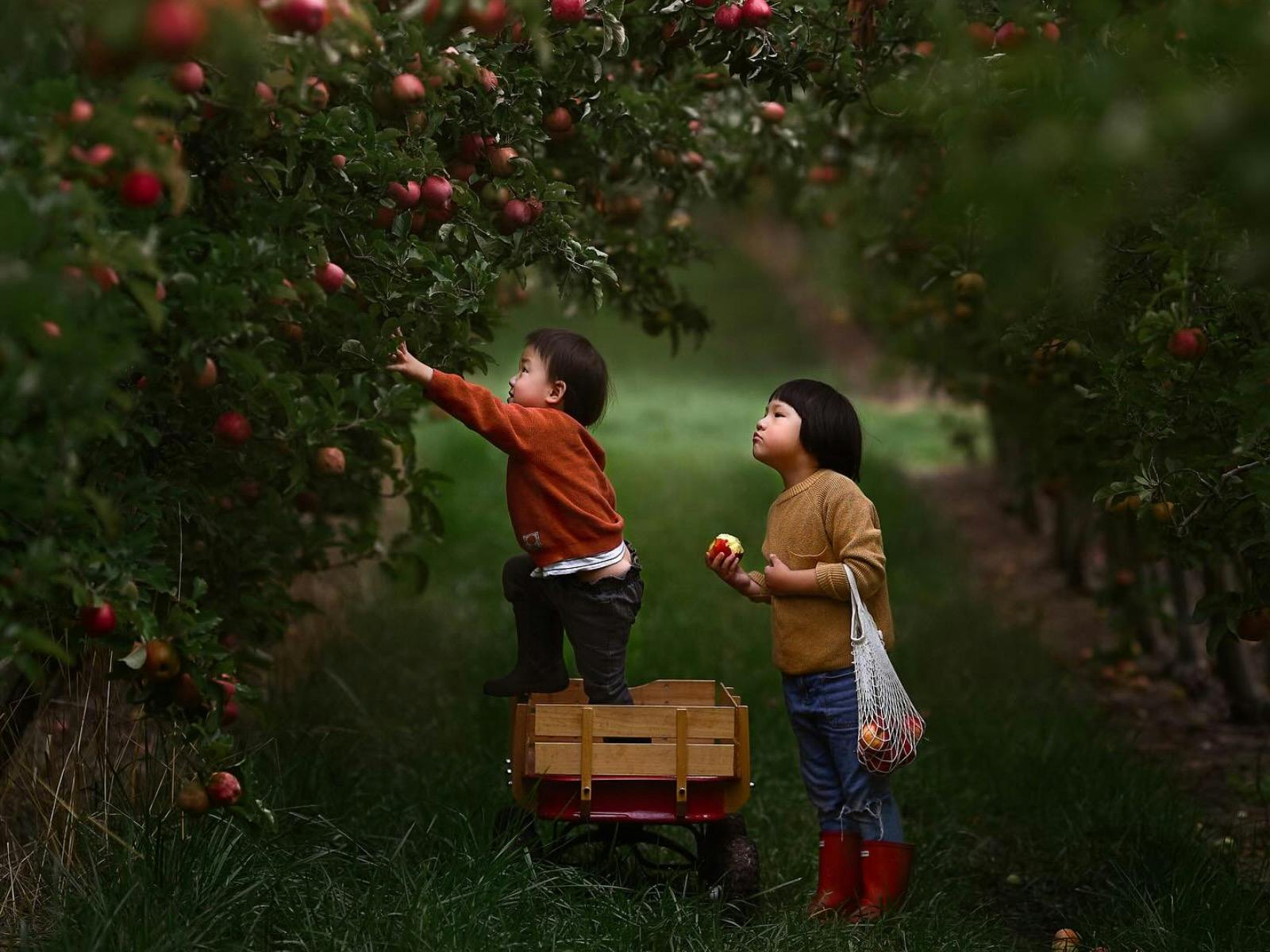 Apple Picking At Lenswood