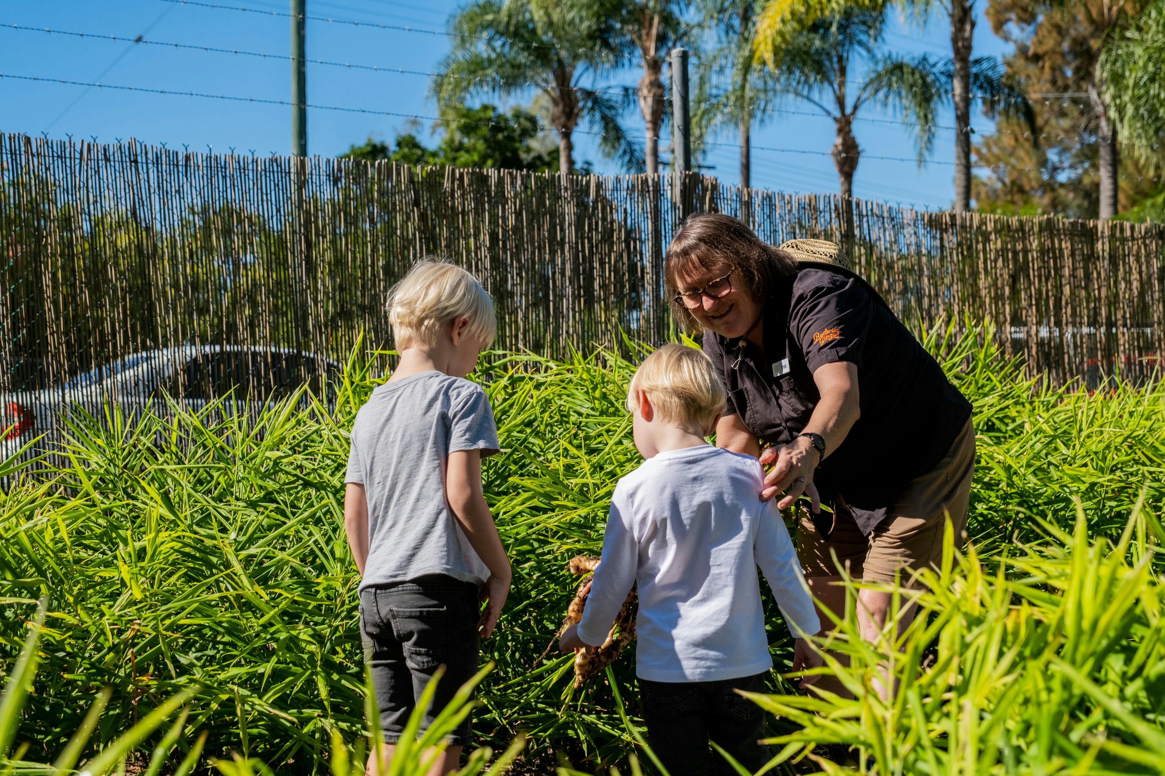 Ginger Growing and Harvest Tour