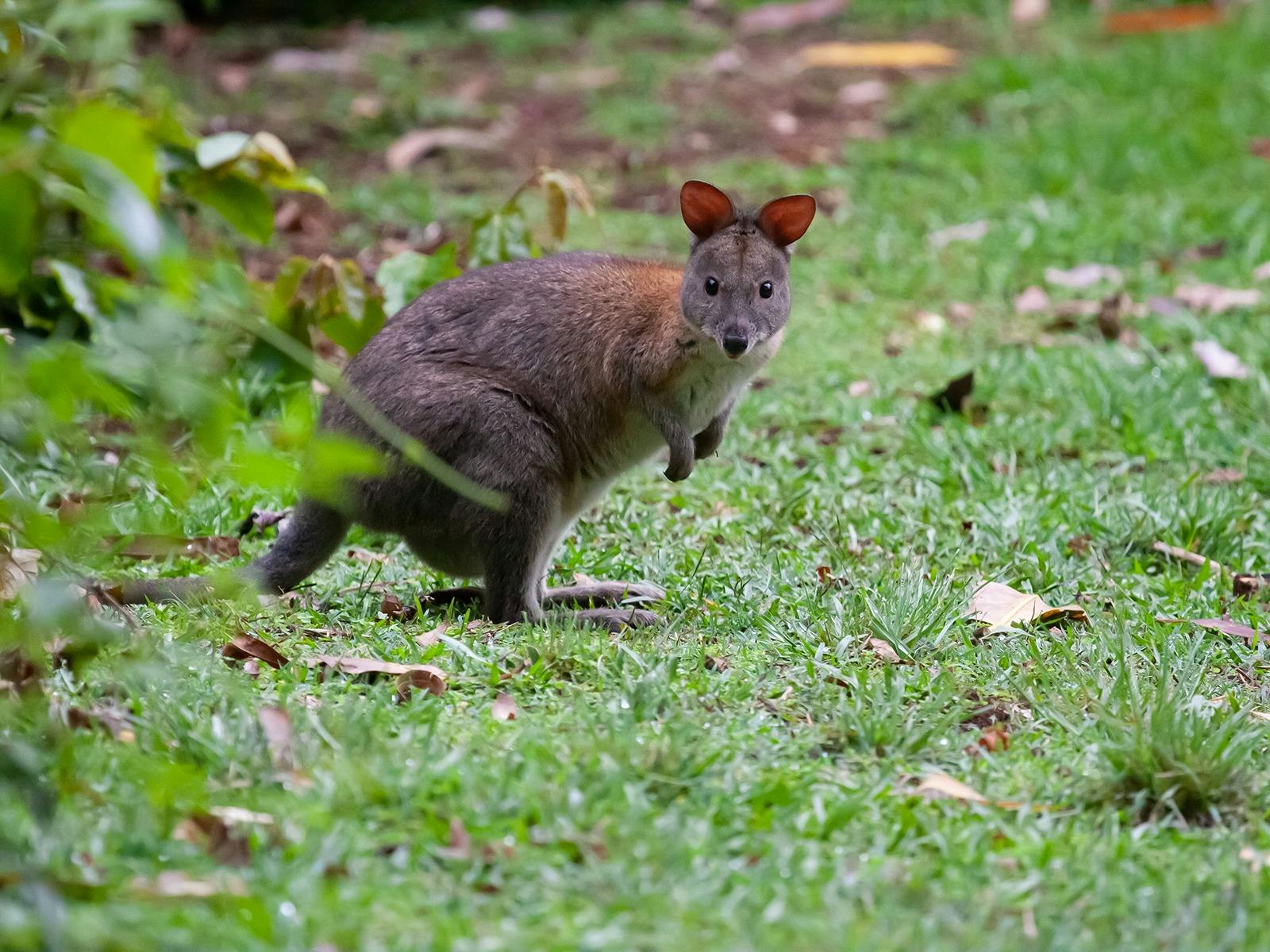 Pademelon D'Aguilar National Park