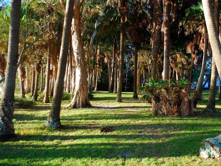 Trees by the lake