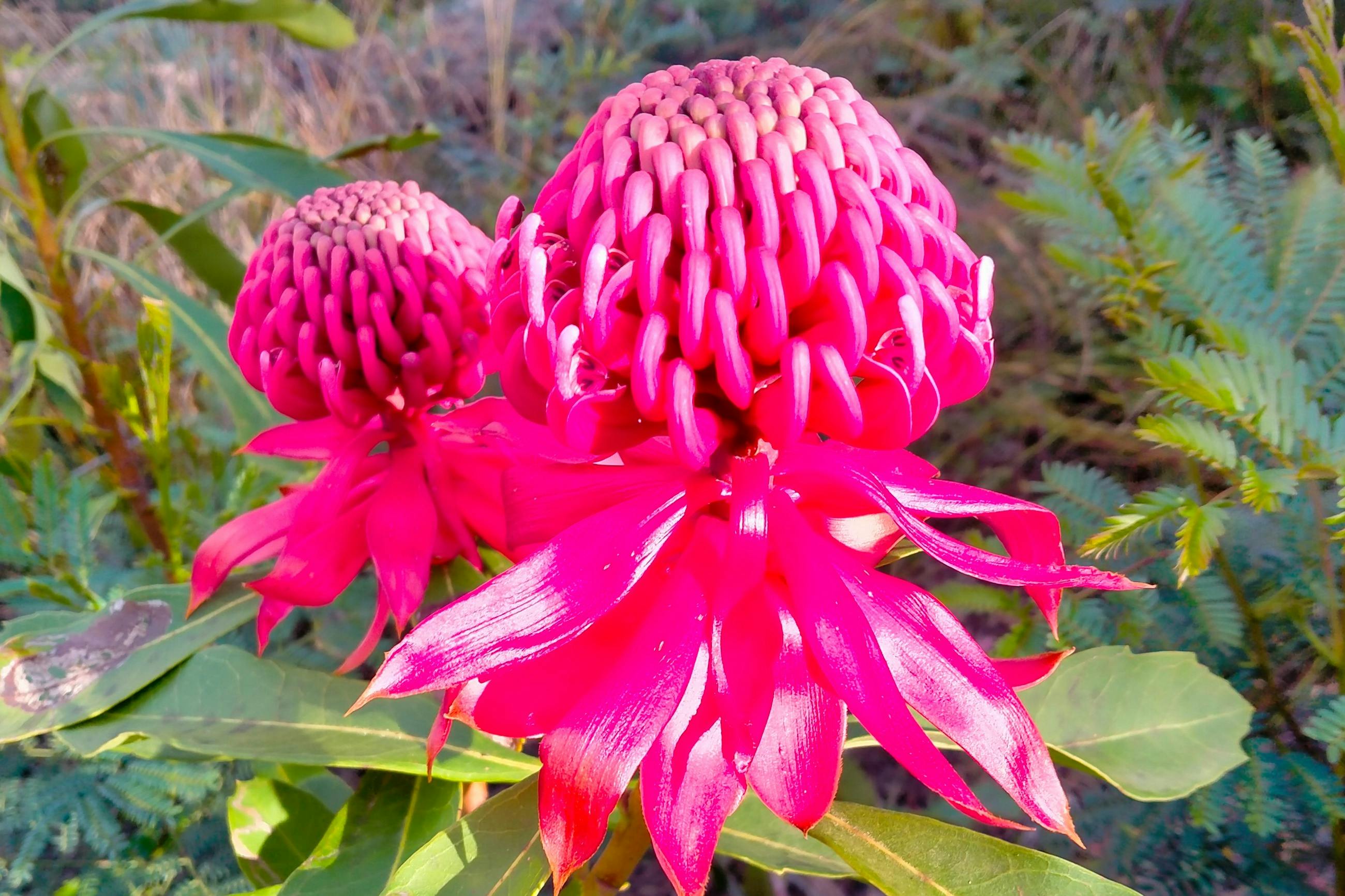 Waratah flower