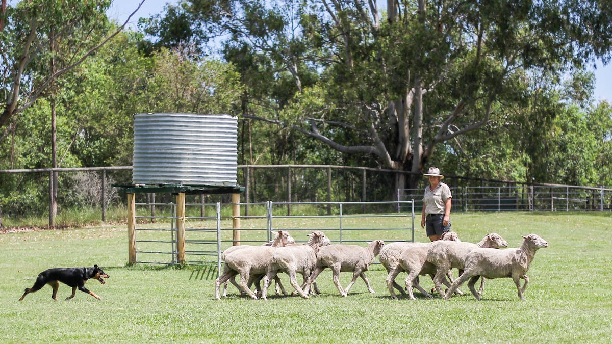 Sheep dog show