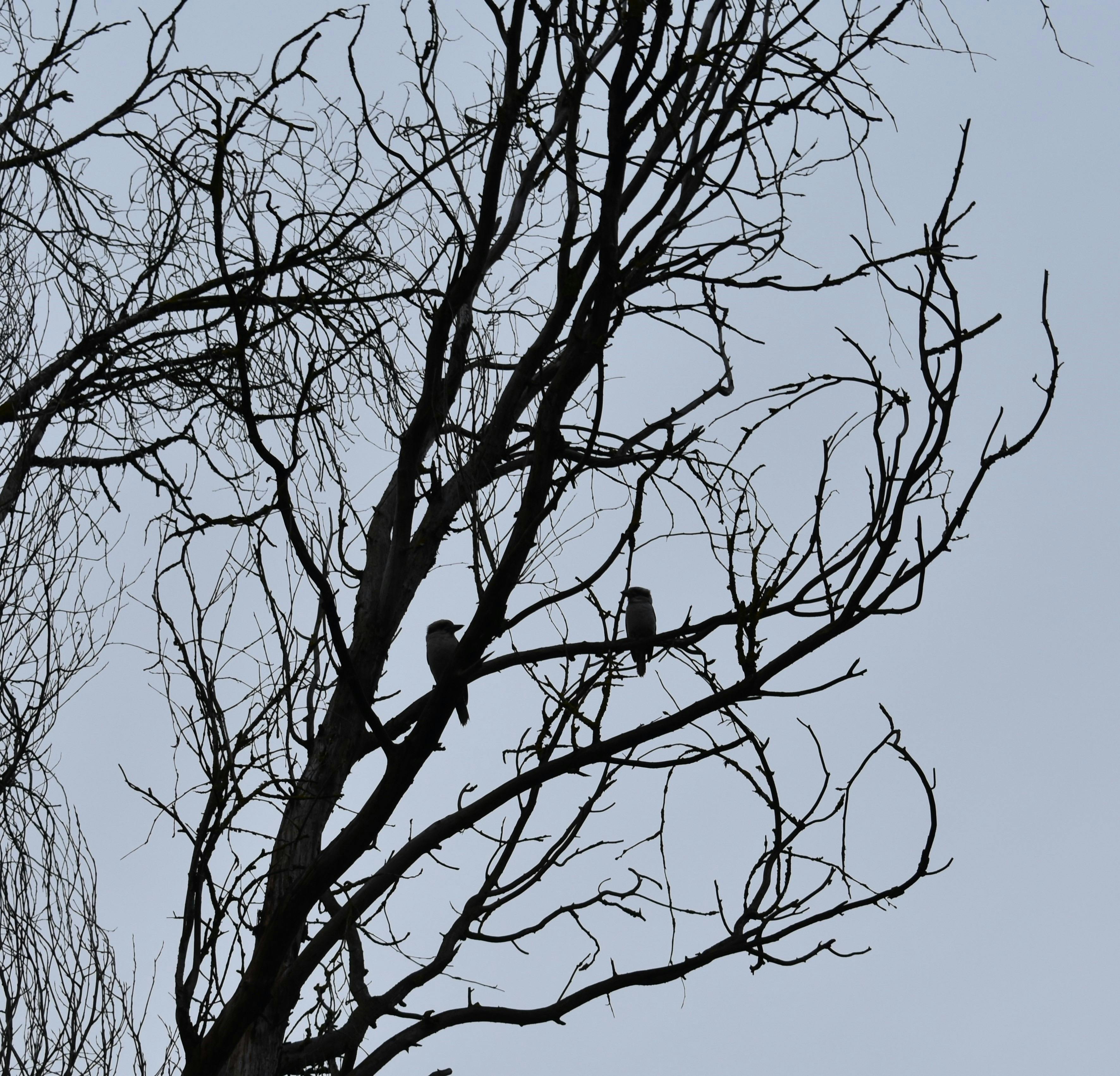 Kookaburras