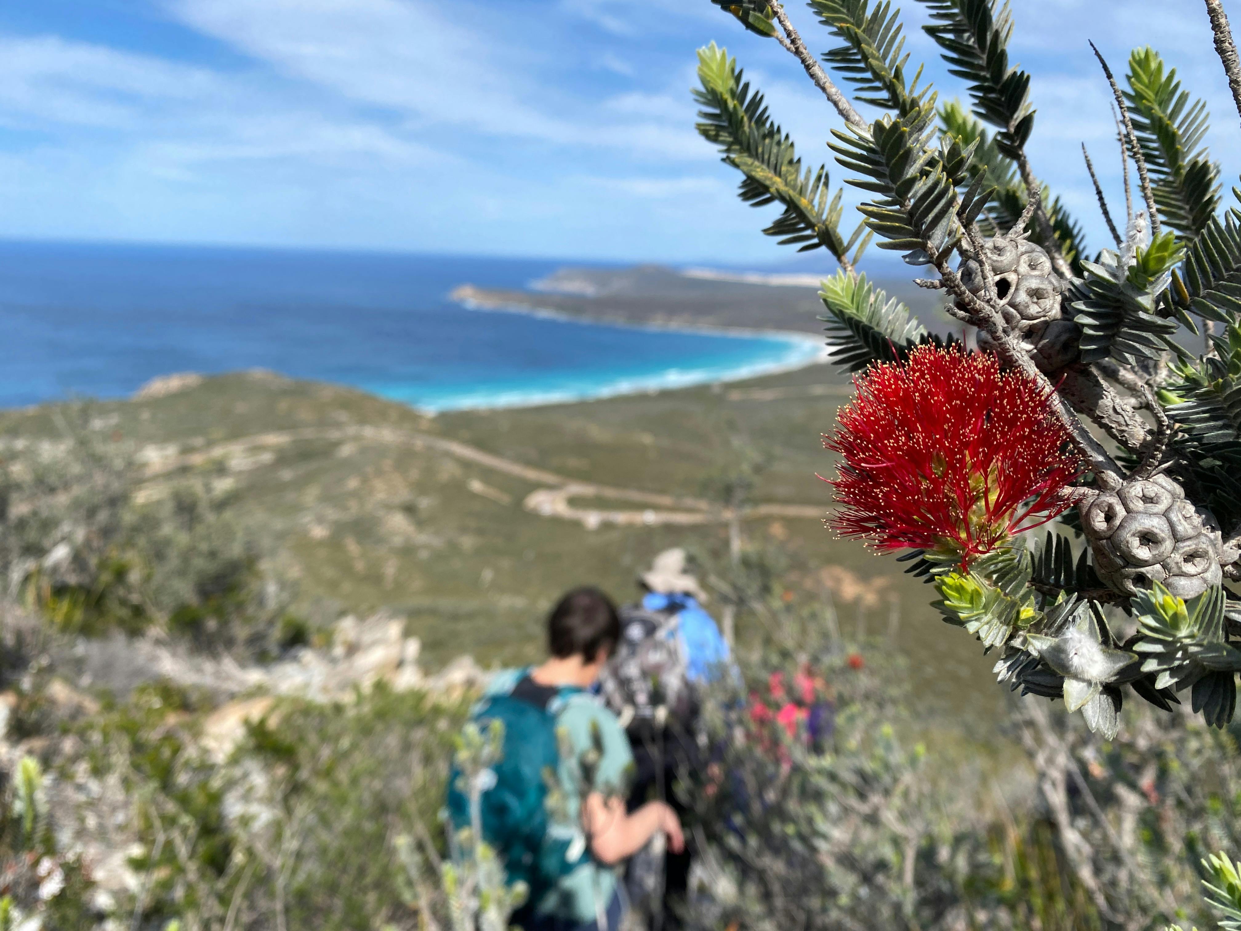 Bright red flower in focus,  in the background below spreads the national Park and turquoise ocean.