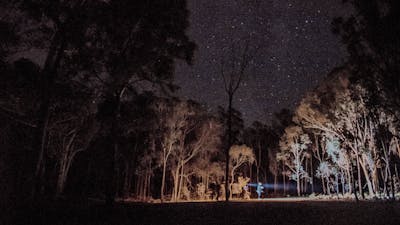 A Twilight Tour in Mulligans Flat Woodland Sanctuary looking at endangered wildlife