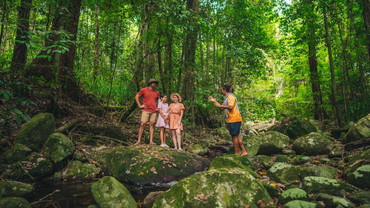 Daintree rainforest in Kuku Yalanji country, North Queensland with local Aboriginal guide