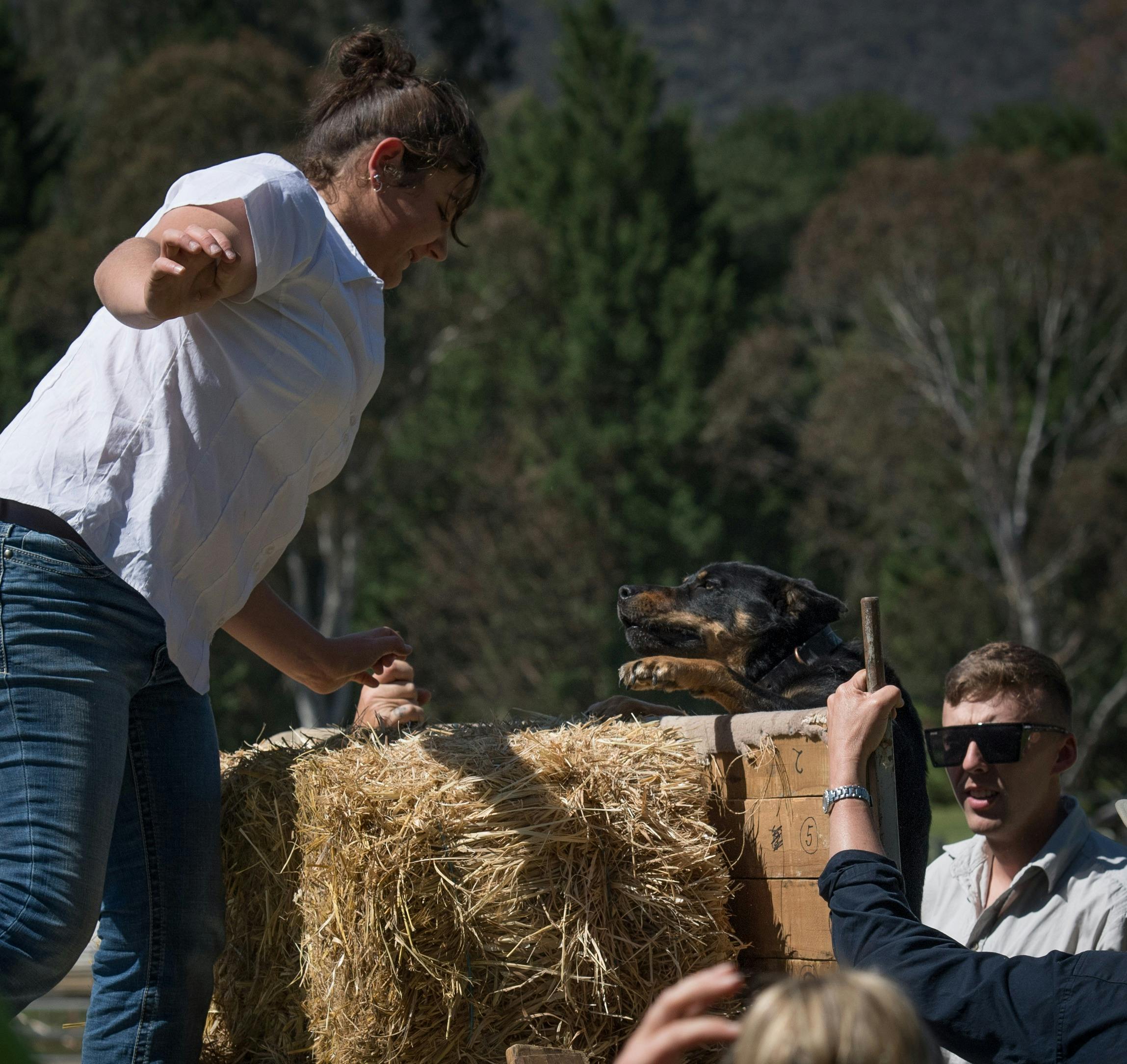 Lots of excitement at the Dog Jump
