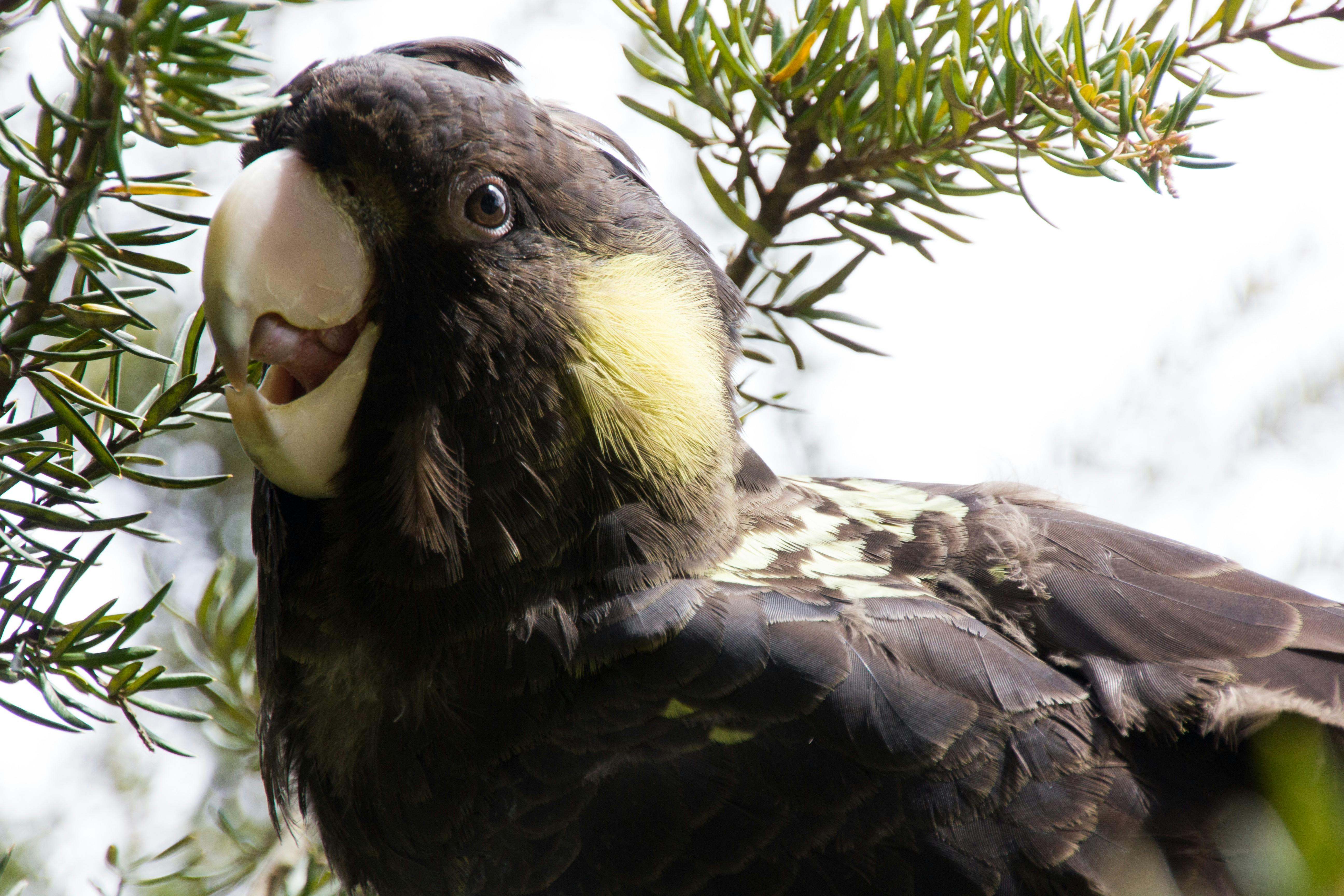 yellow tailed black cockatoo at Trowunna