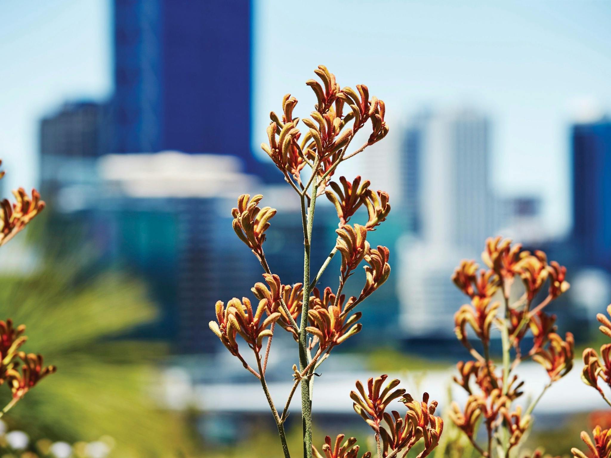Kings Park and Botanical Garden, Perth, Western Australia