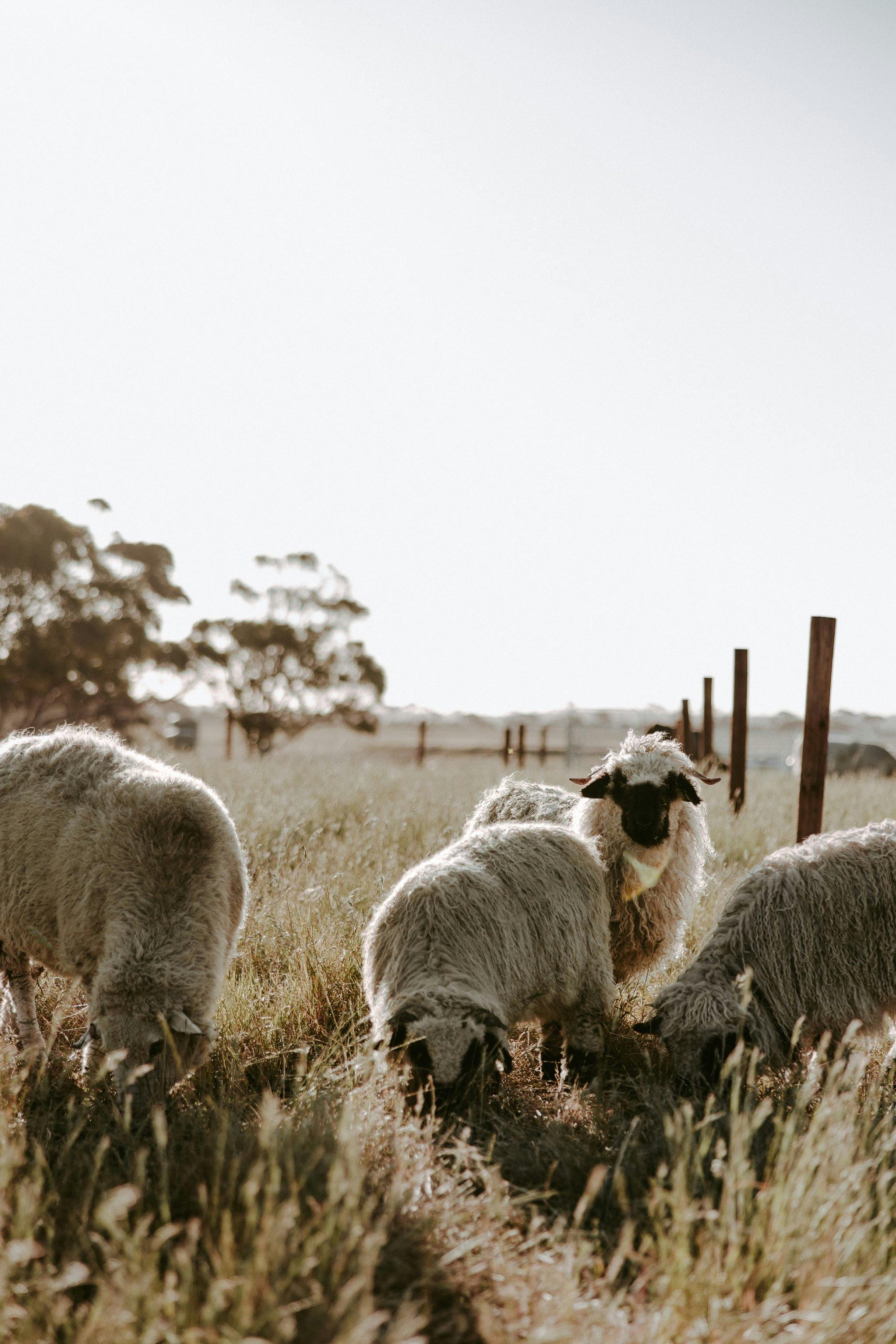 Solstice Kangaroo Island Behind the Scenes Tour