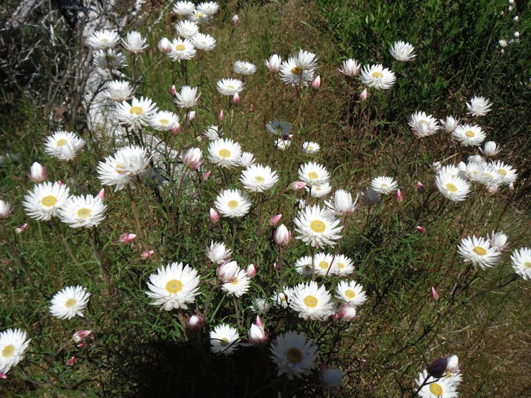 Cooma Motor Lodge Coach Tours Nsw Holidays