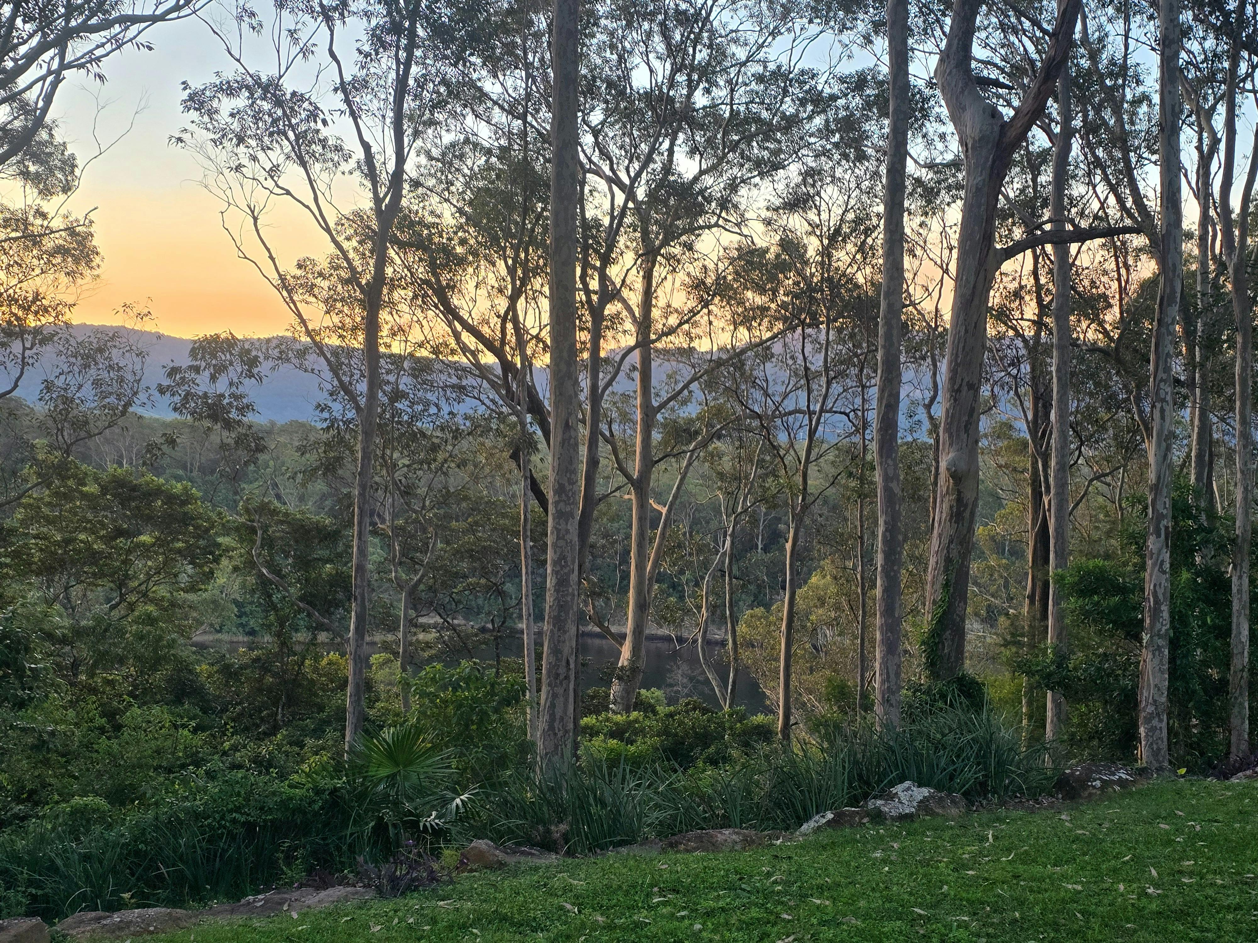 Peaceful bushland garden with tall gum trees, late afternoon light, grass and native surroundings.