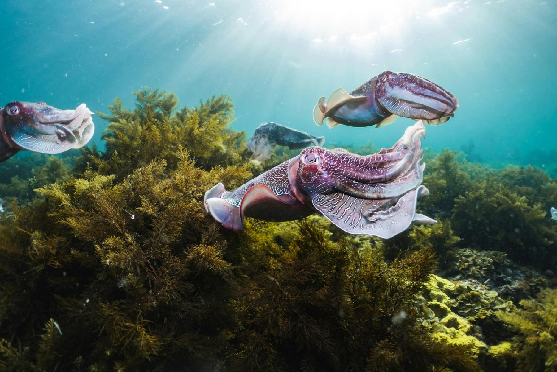 Giant Cuttlefish flaring tentacles