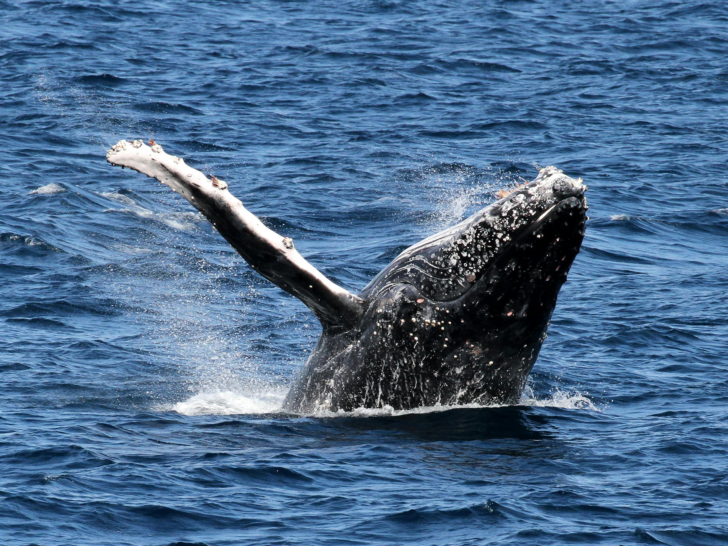 Spirit of Gold Coast Whale Watching