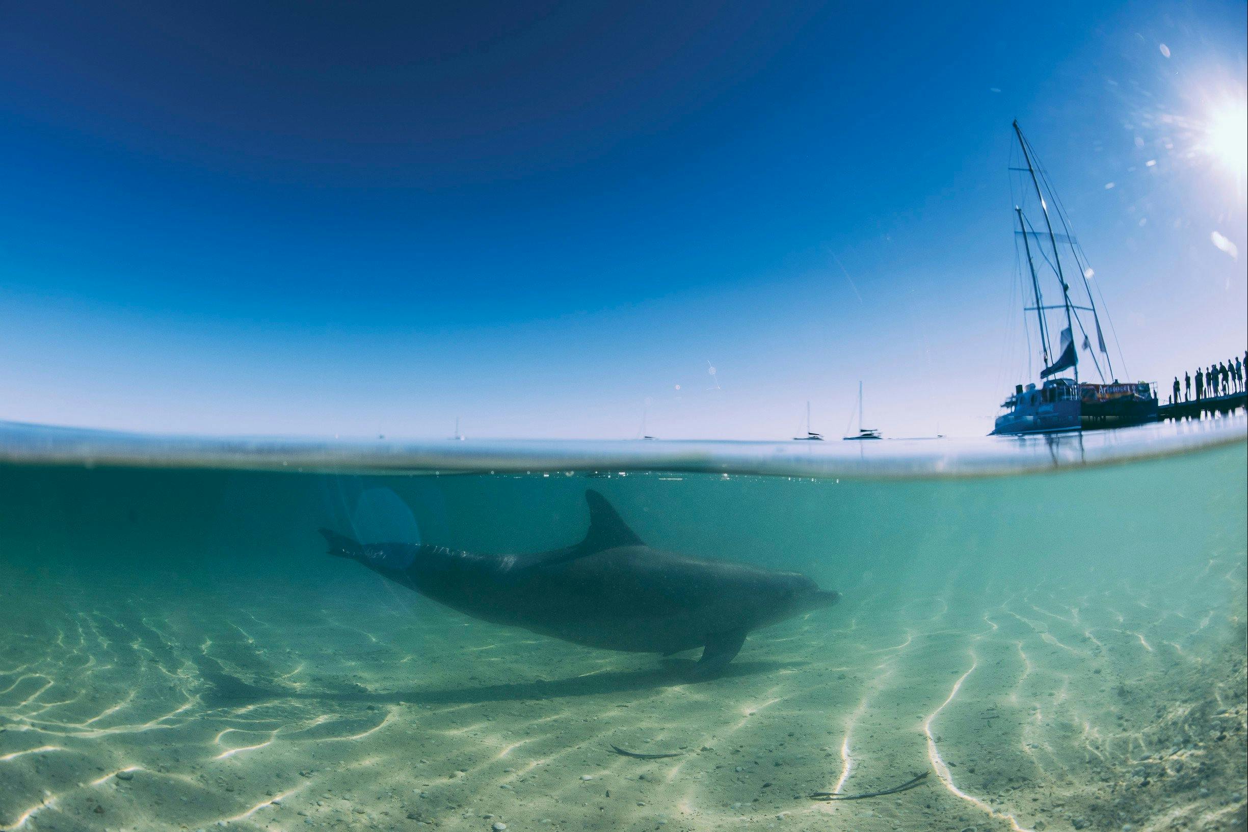 Coral Coast Wildlife, Monkey Mia, Western Australia