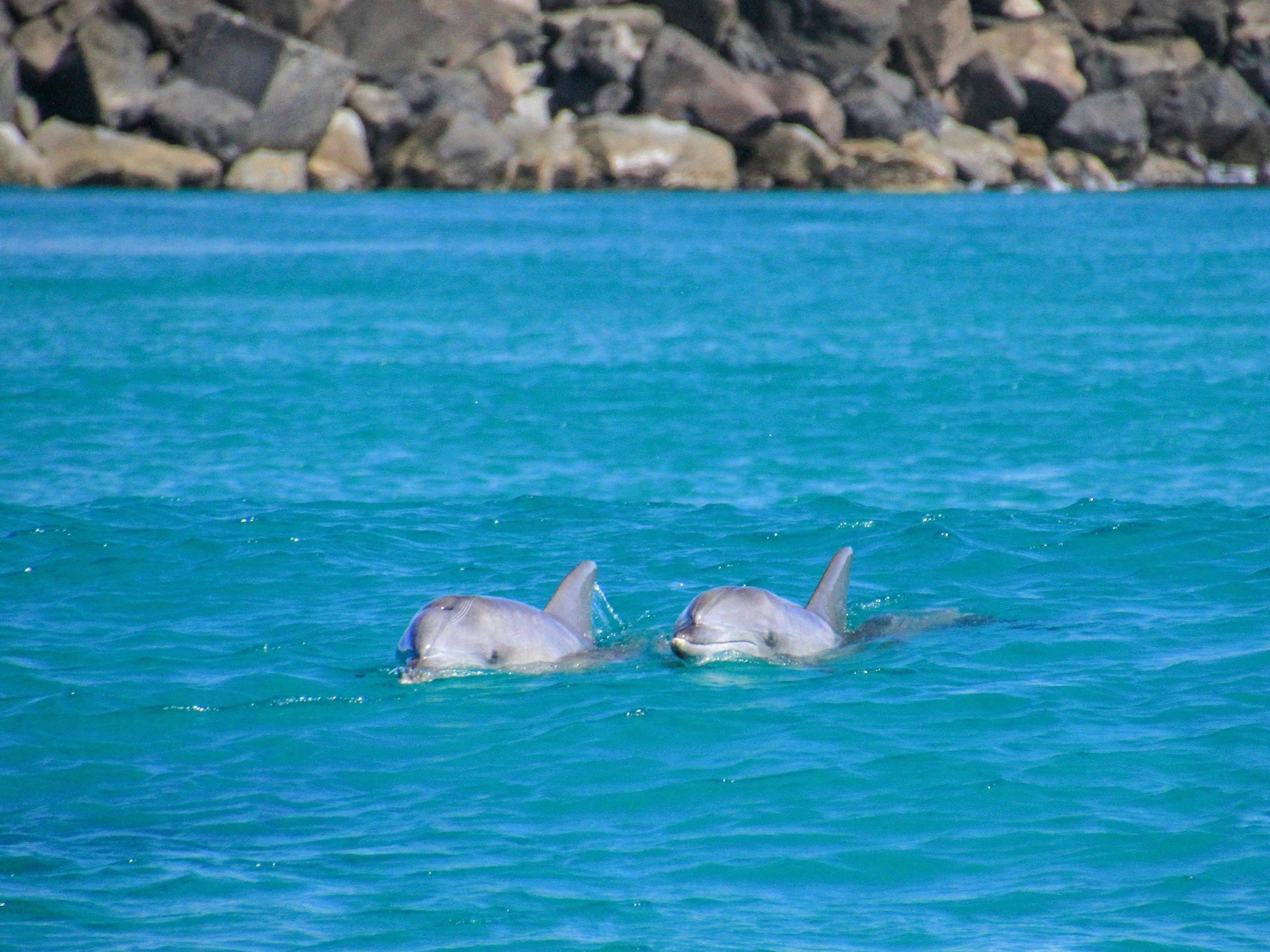 Dolphins
