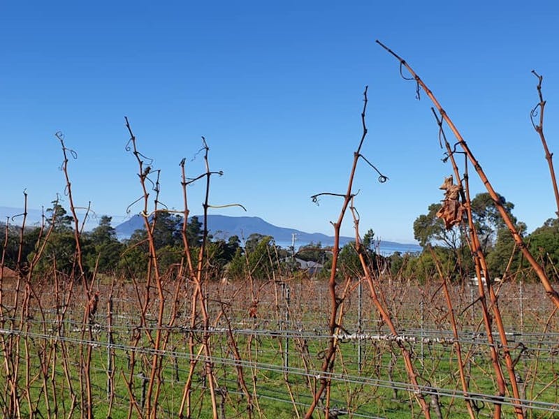 A beautiful day in the Vines