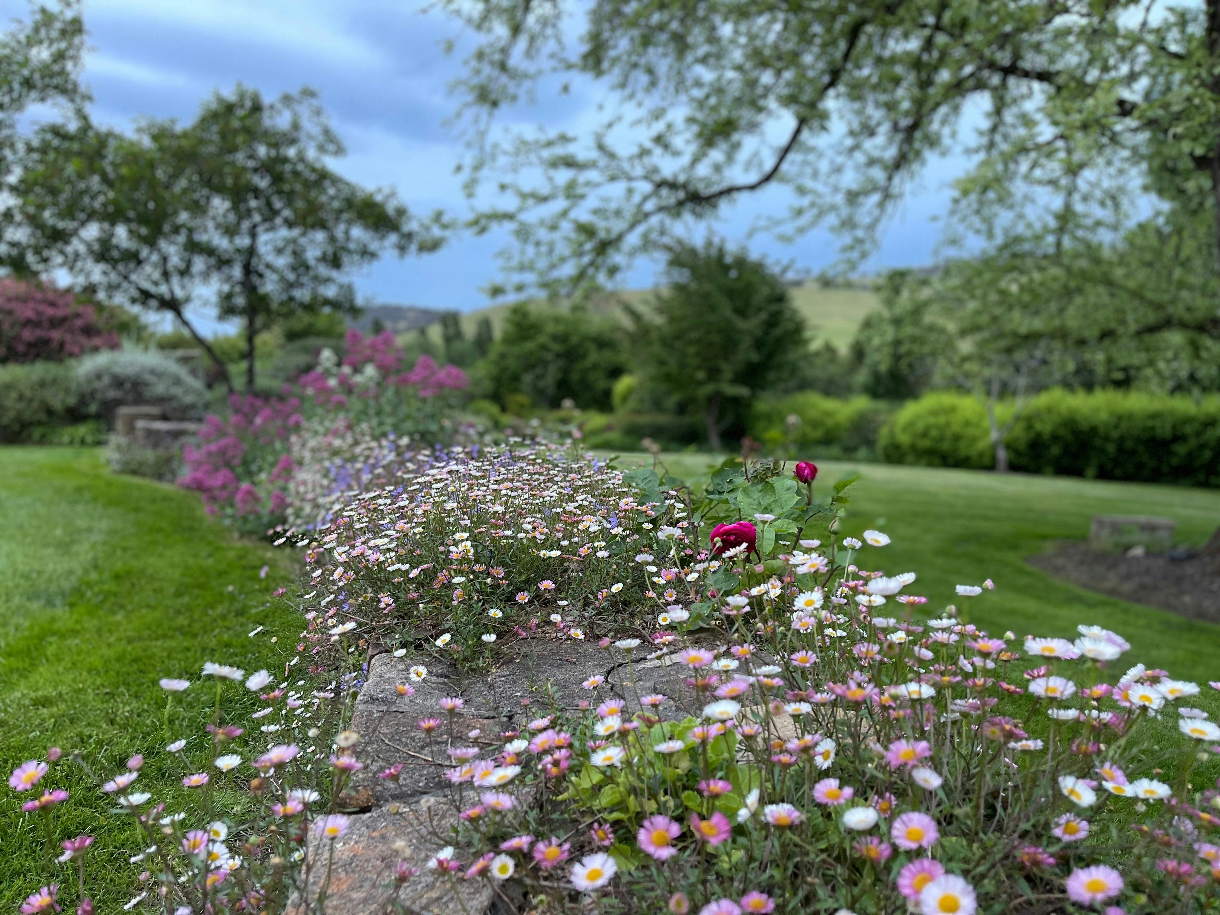Seaside Daisies - Edna Walling Garden