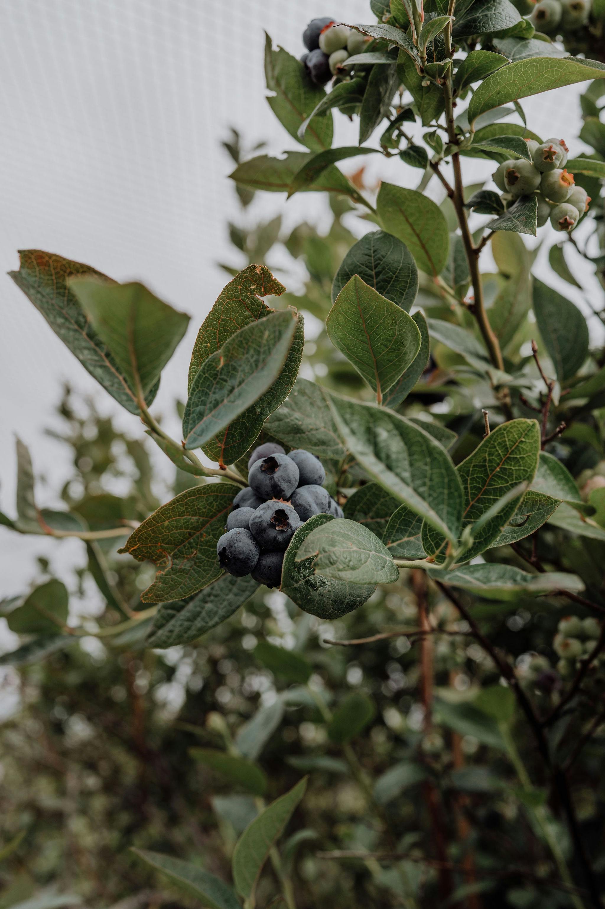 blueberries ready for harvest