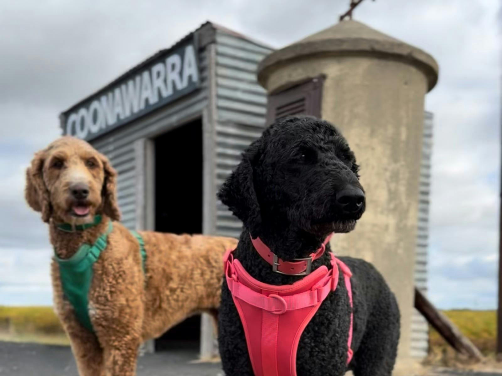 The Coonawarra Woof & Wine Walk