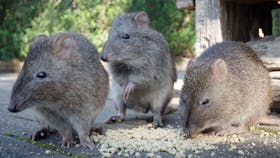 Cleland Wildlife Park