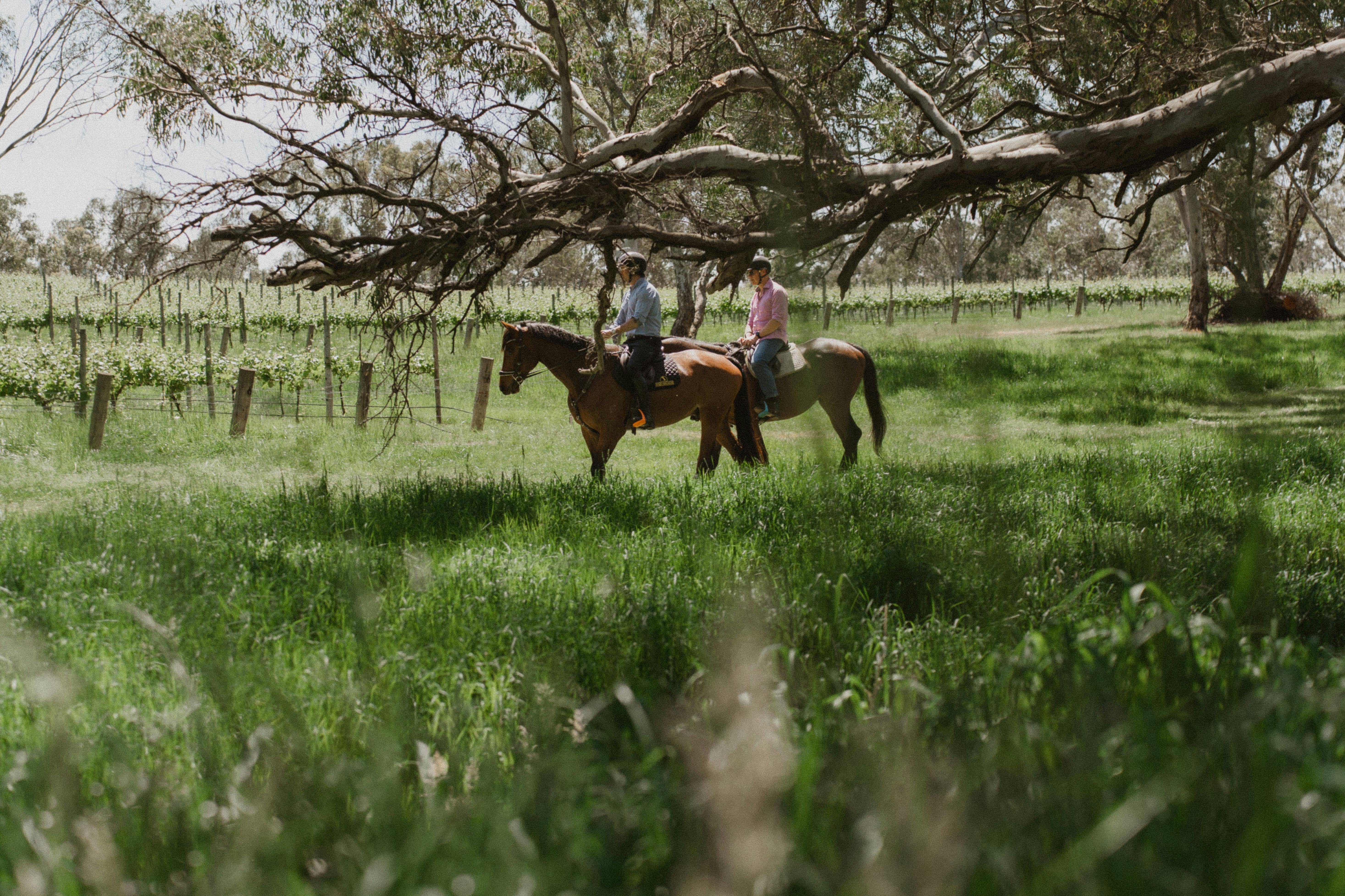 Horse Riding at Petaluma Wines