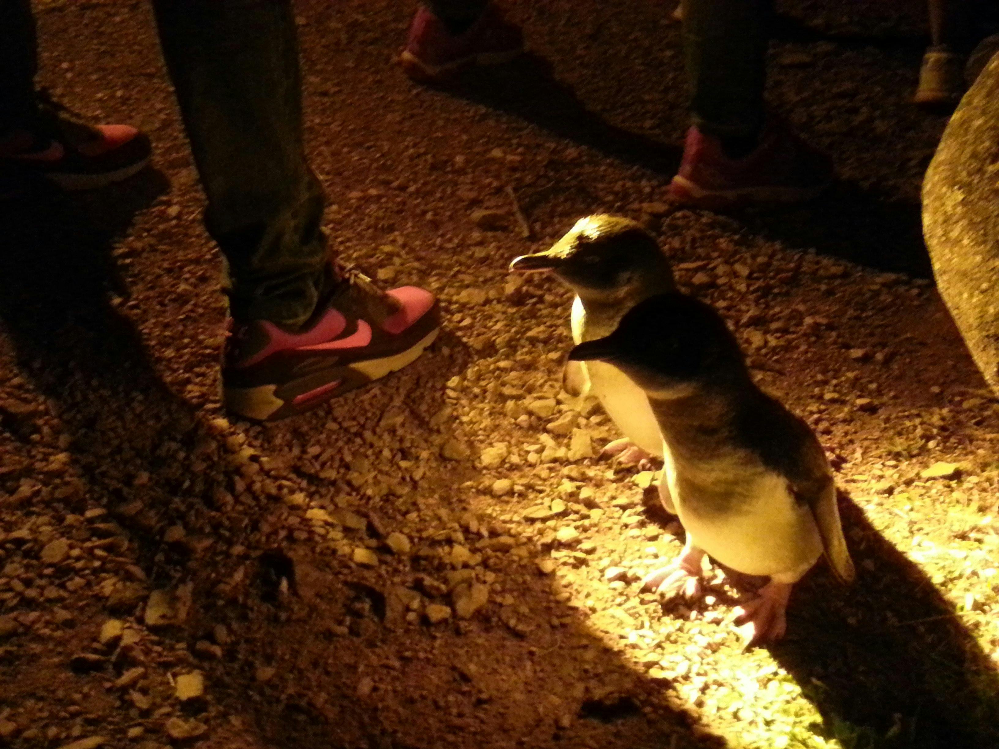 Fairy penguins at the Low Head Penguin Tour