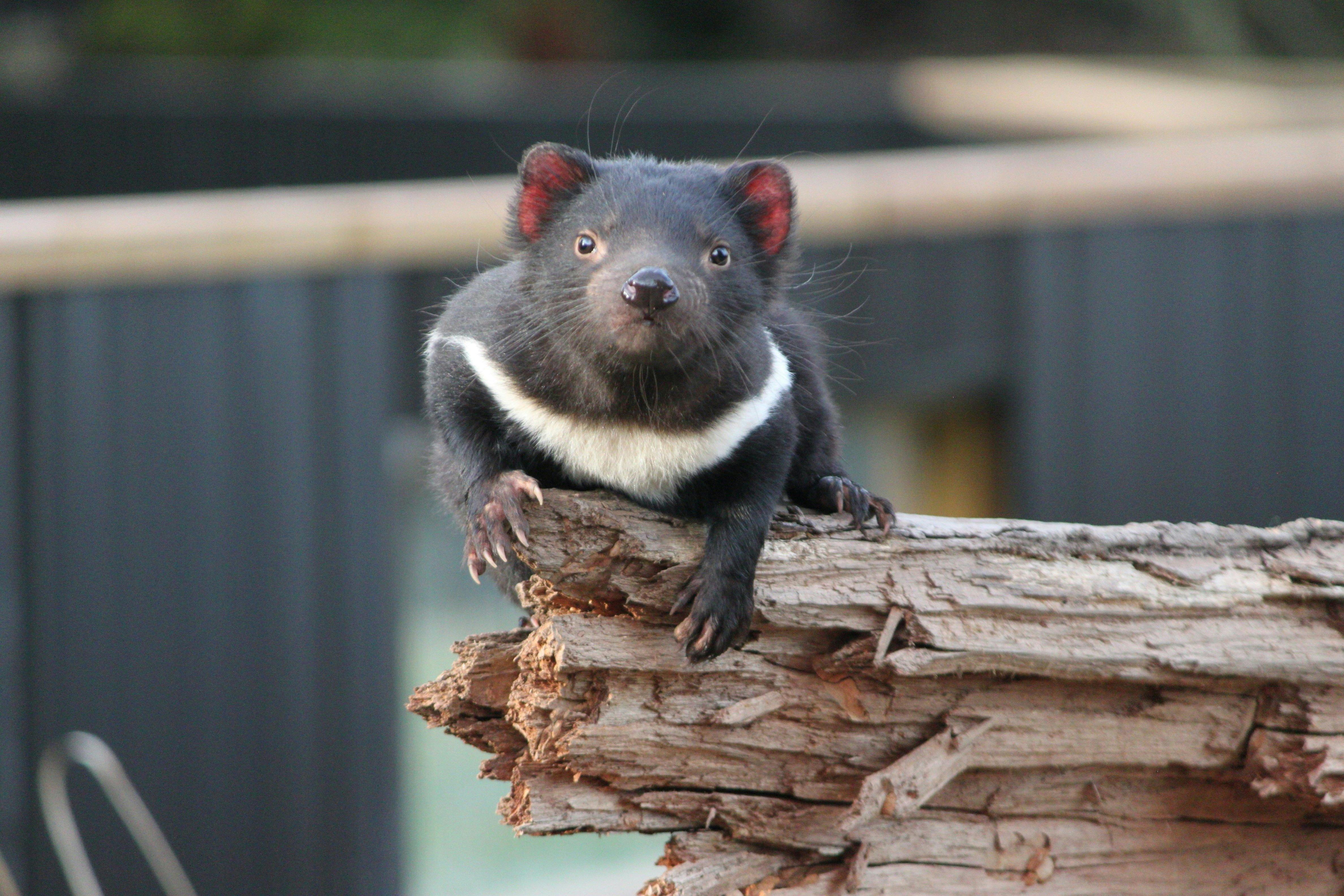 Tasmanian Devil with glowing red ears perched on a log at Trowunna Wildlife Sanctuary