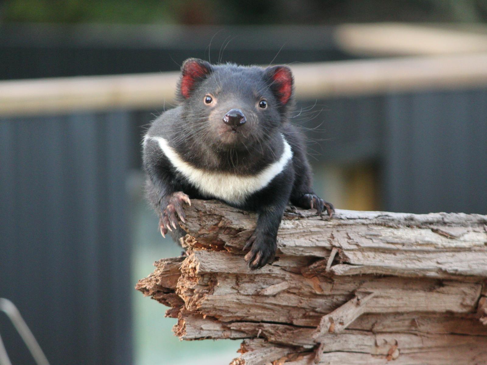 Tasmanian Devil Trowunna Wildlife Sanctuary