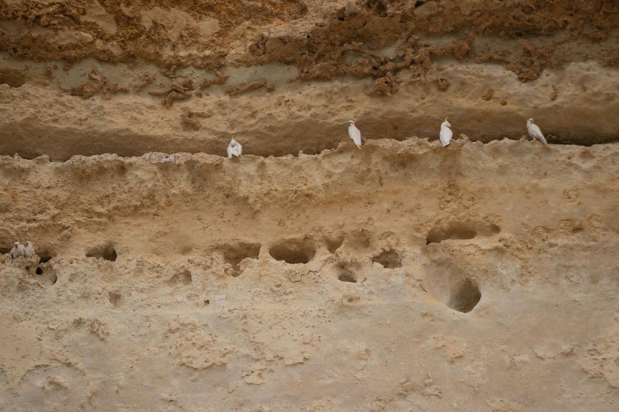 Sulphur crested cockatoos resting on ancient limestone cliffs above the Murray River.