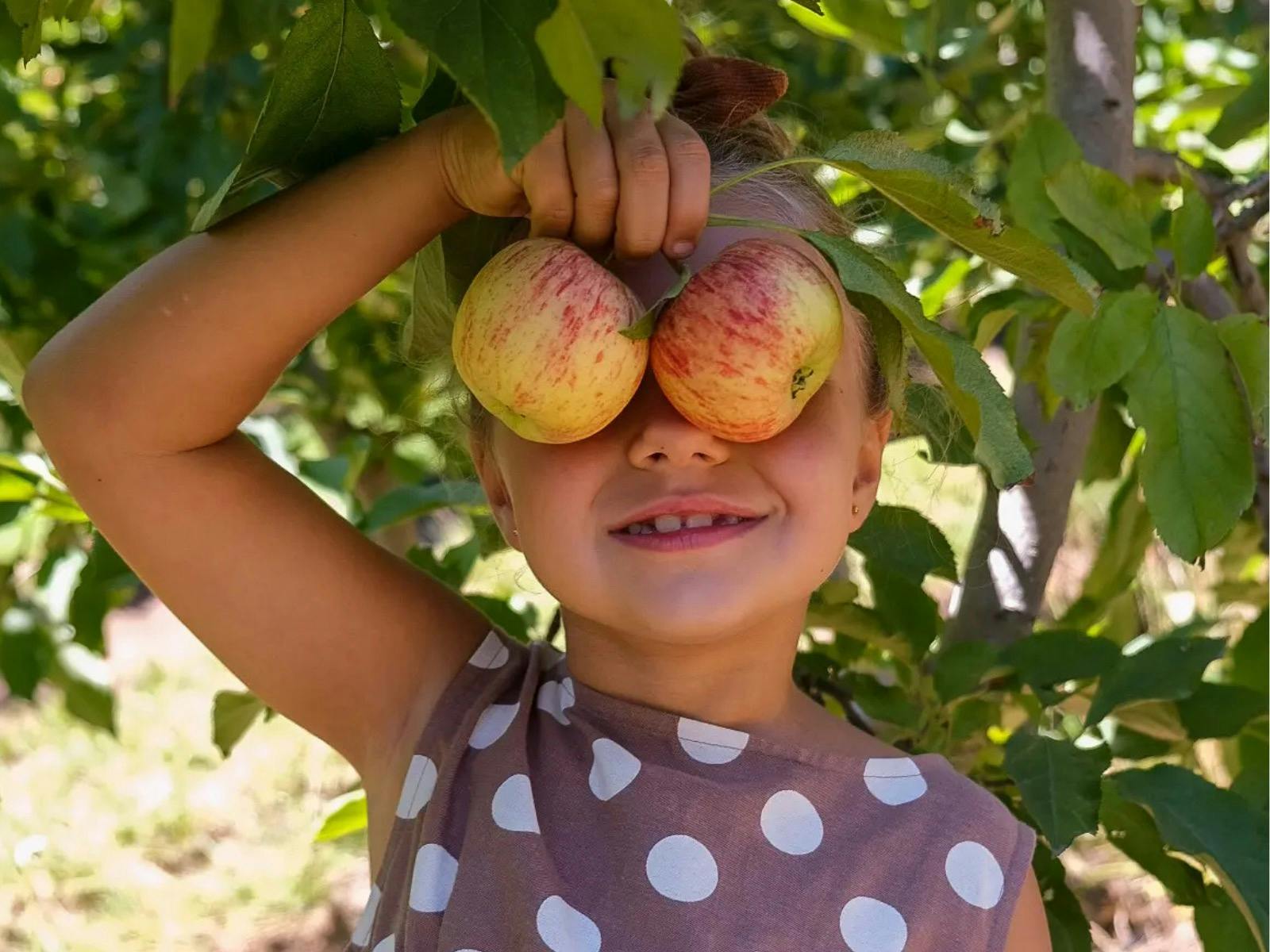 Apple Picking At lenswood