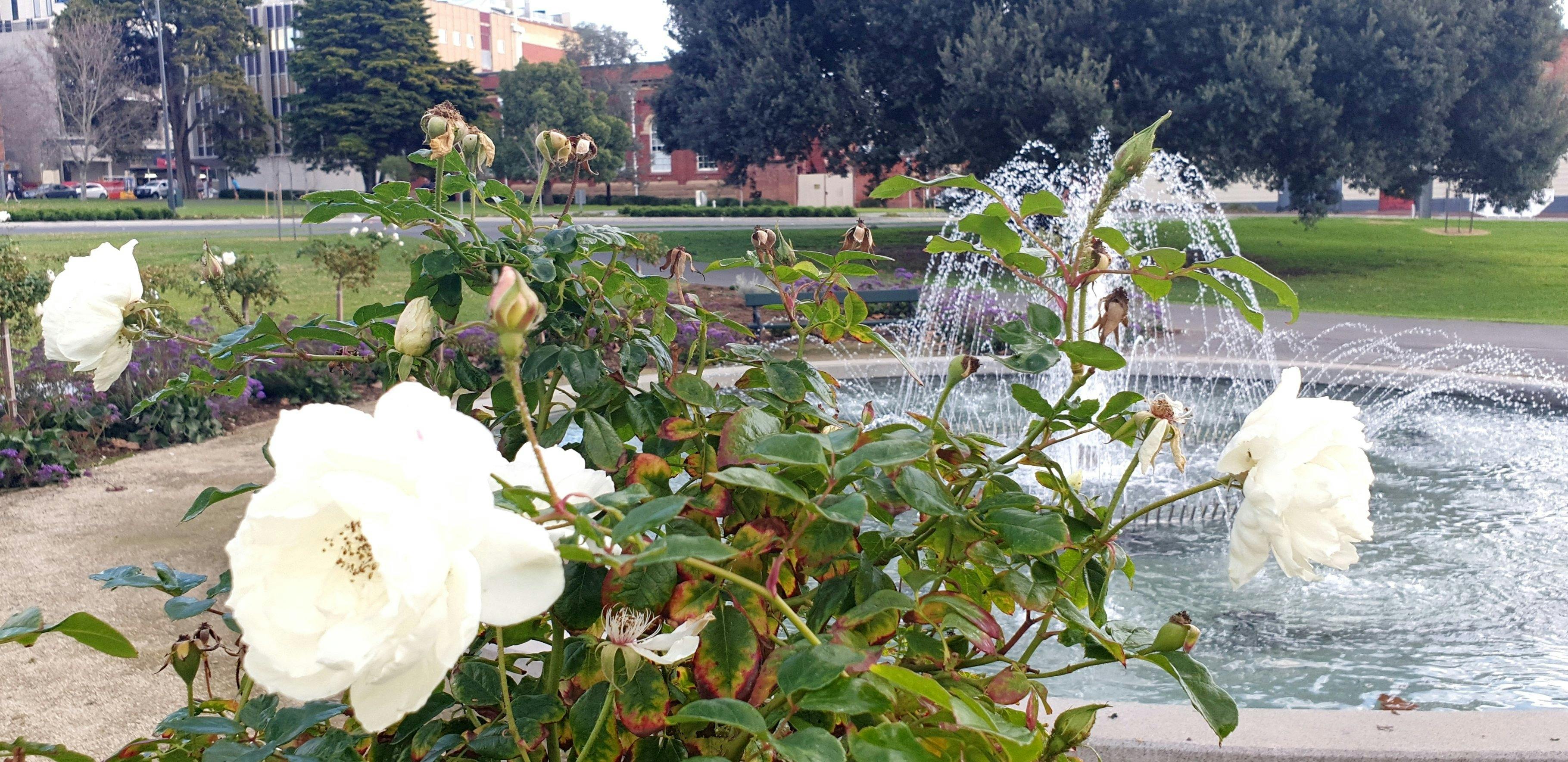 Rymill Park / Murlawirrapurka (Park 14)