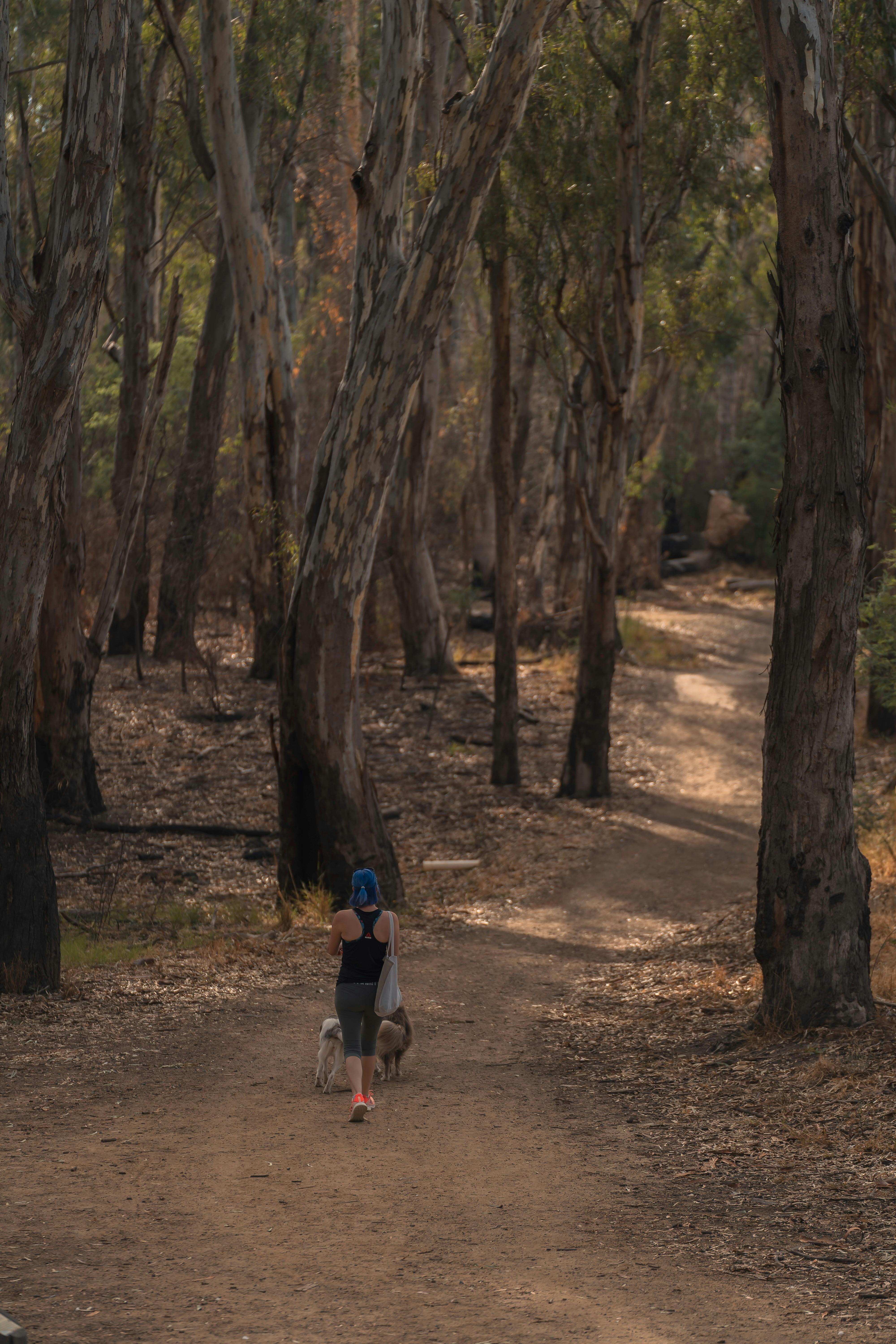 women walking two dogs in bushland