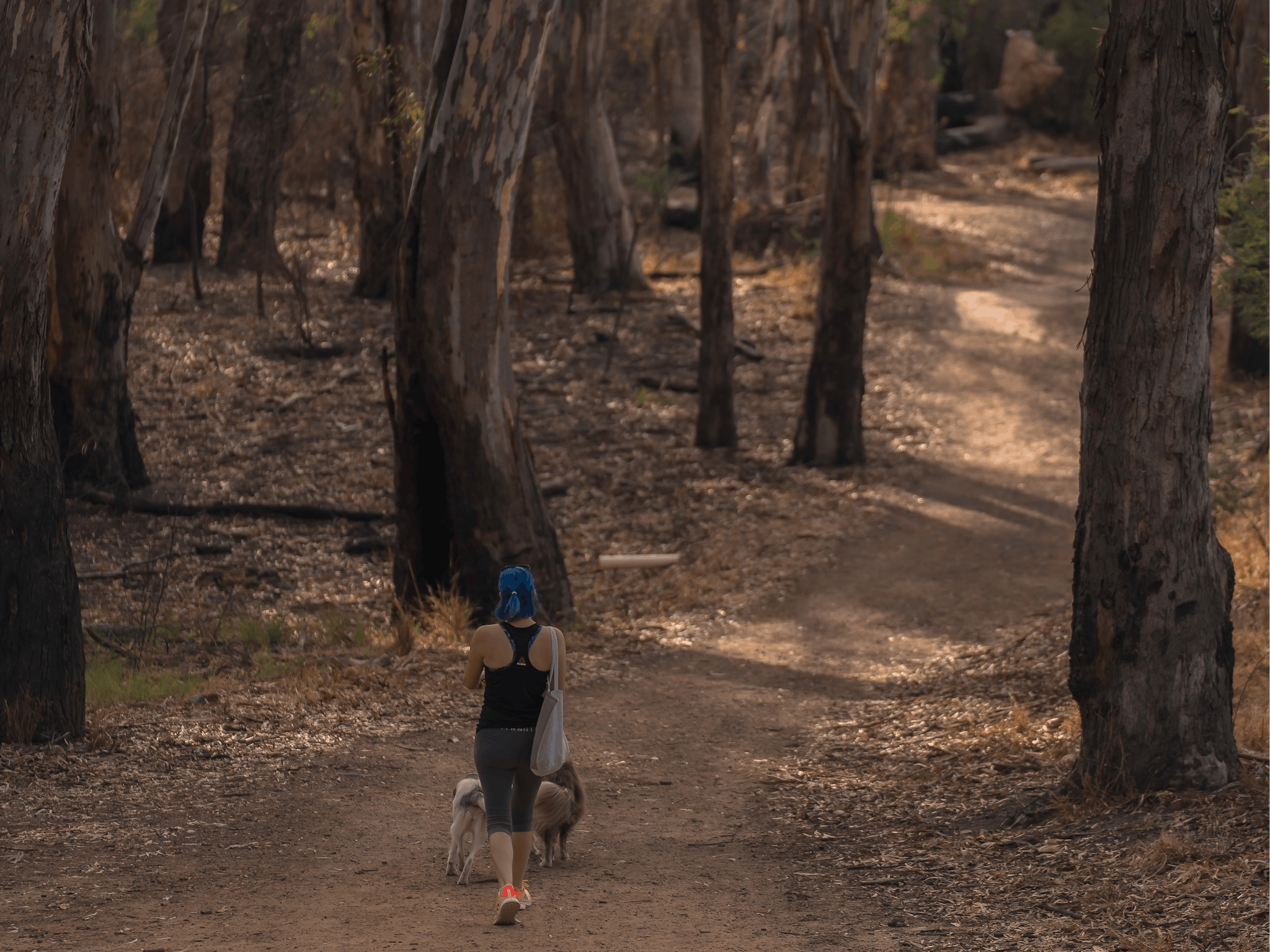 women walking two dogs in bushland