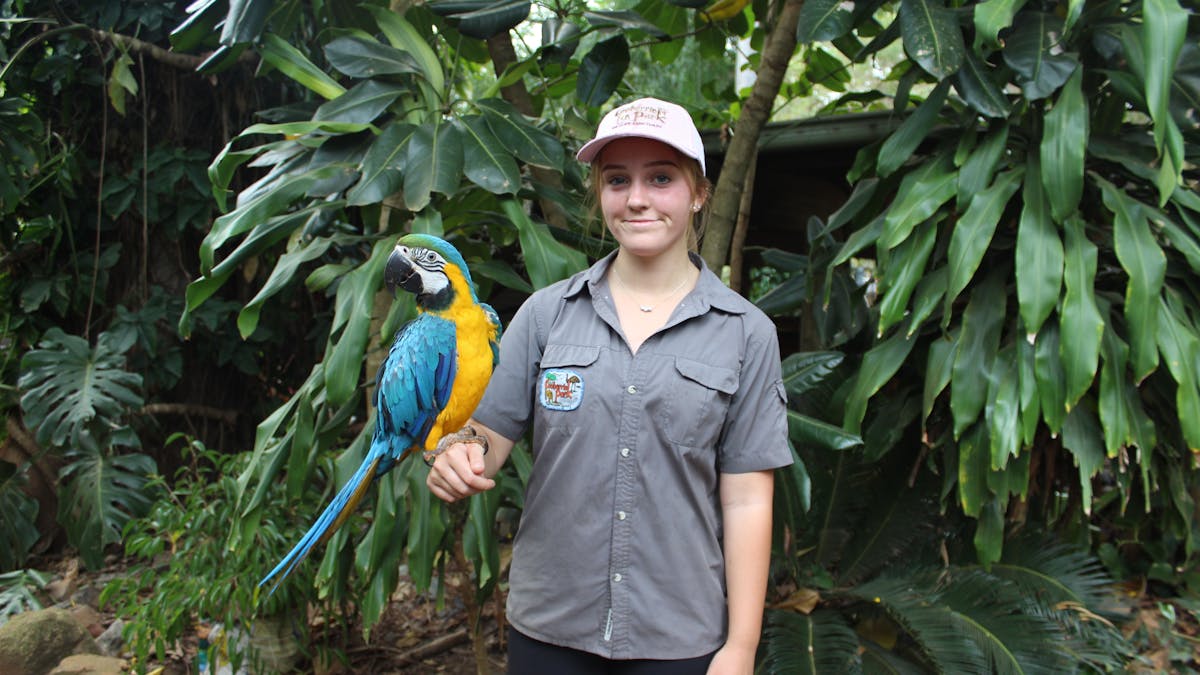 Macaw
