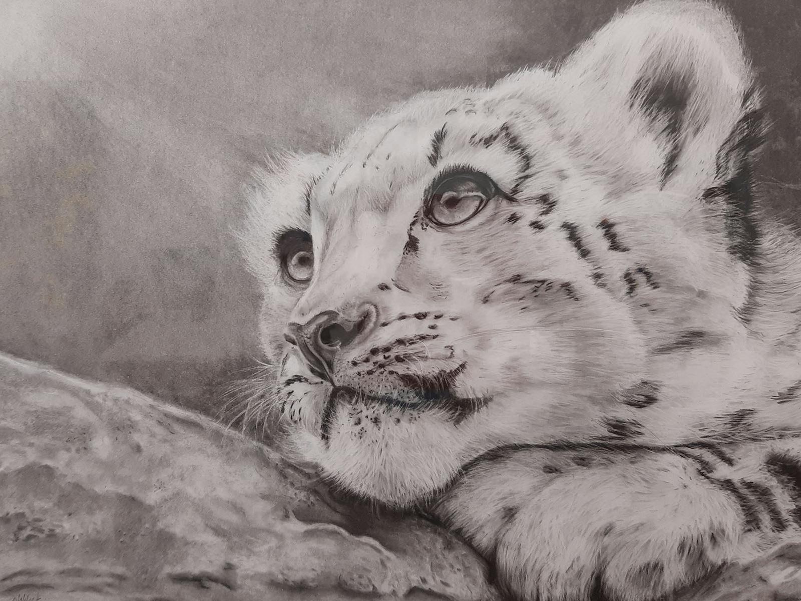 graphite drawing of a snow leopardd