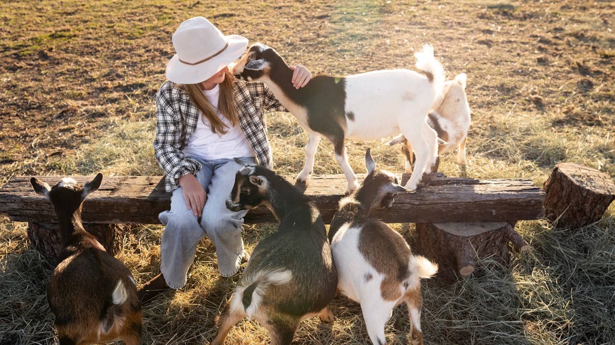 Friendly goats playing with children