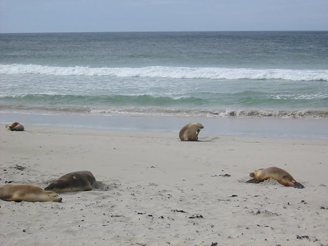 Kangaroo Island Four Day Tour
