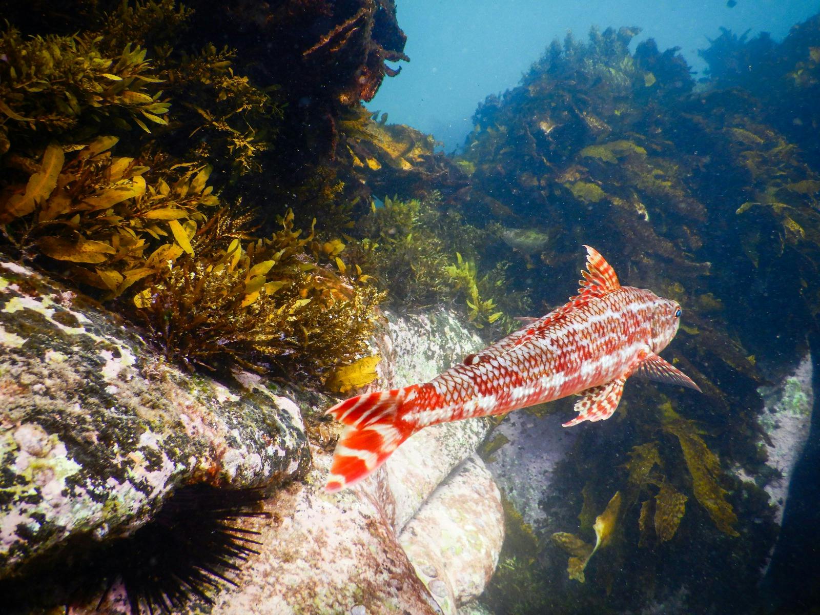 A red sergeant baker fish swimming above the rocky reef, viewed underwater by a snorkeller