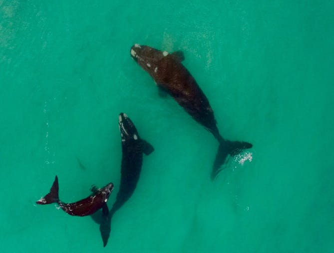 Whale Watching Tours