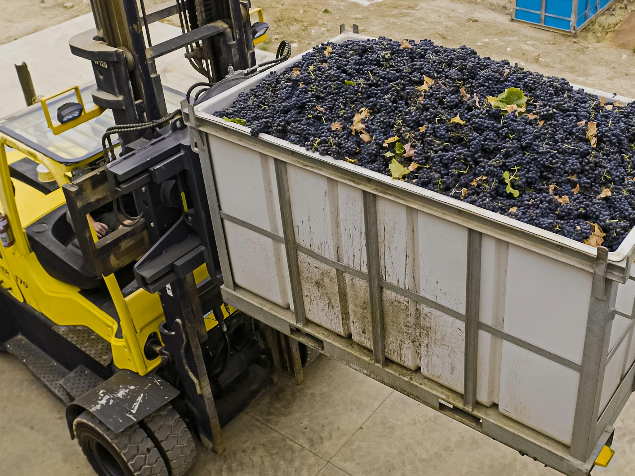 Crushing Shiraz