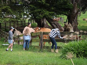 Woman & children feeding donkey & cows at Echo Farm Mount Gambier